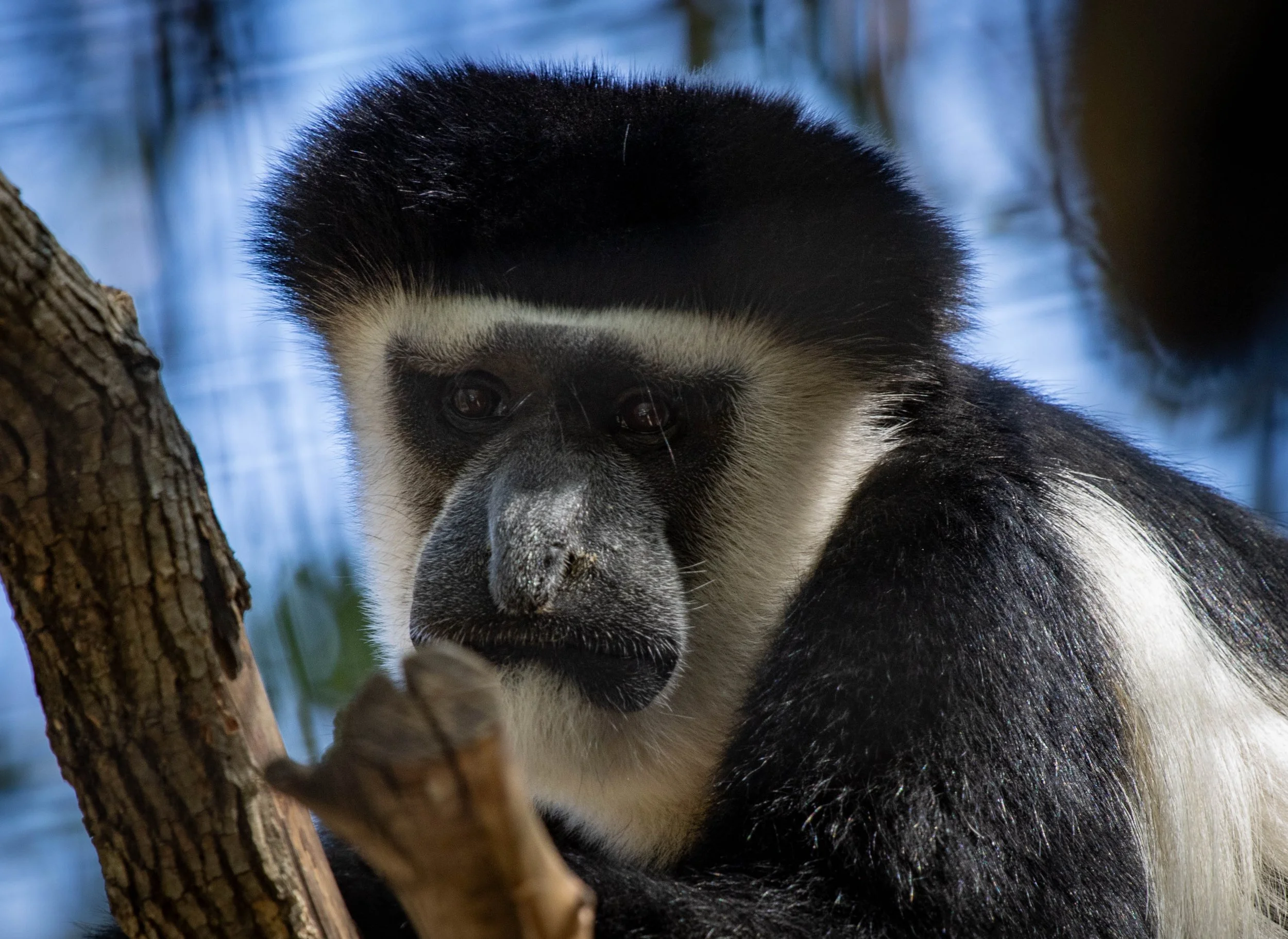 Copy of Colobus Monkey.jpg