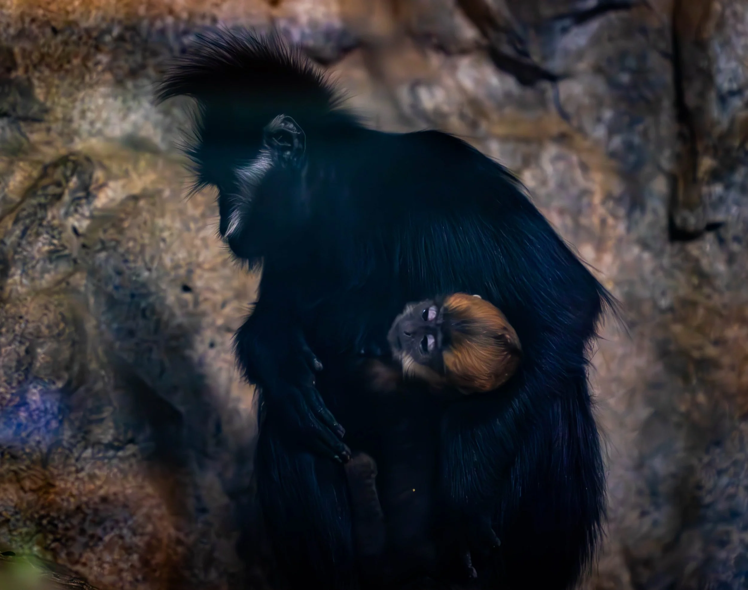 Copy of Francois Langur (with baby fern).jpg