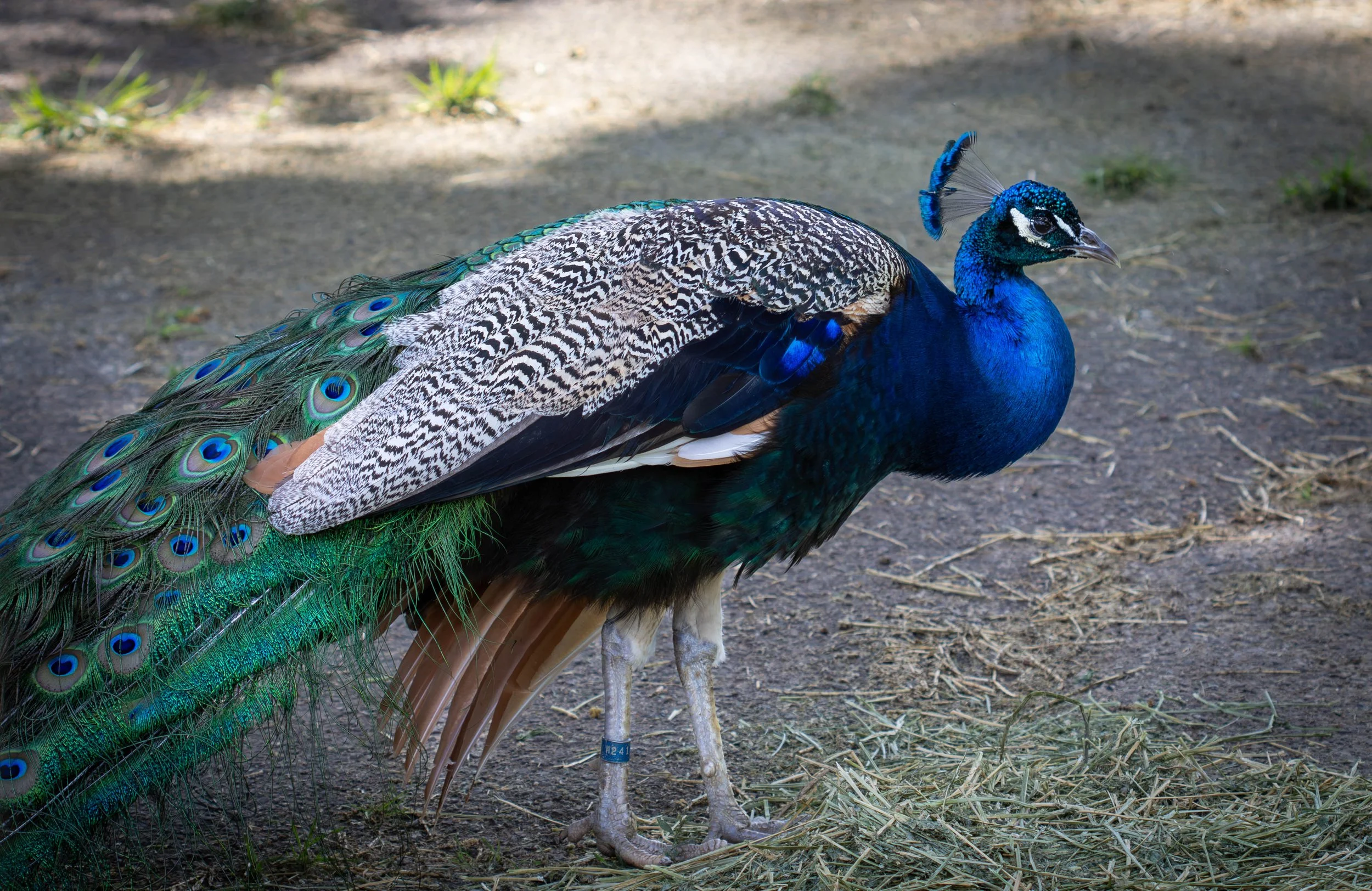 peacock (1 of 1).jpg