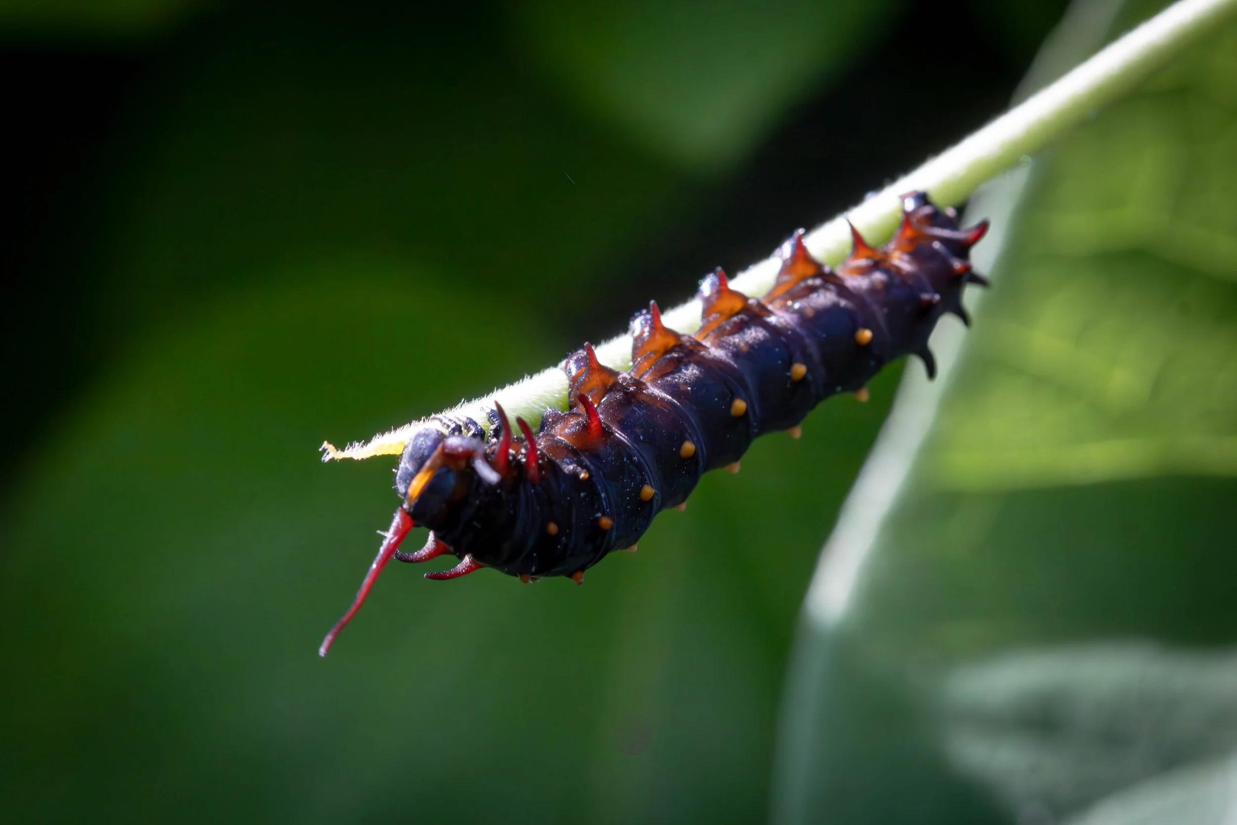 caterpiller 3 (1 of 1).jpg