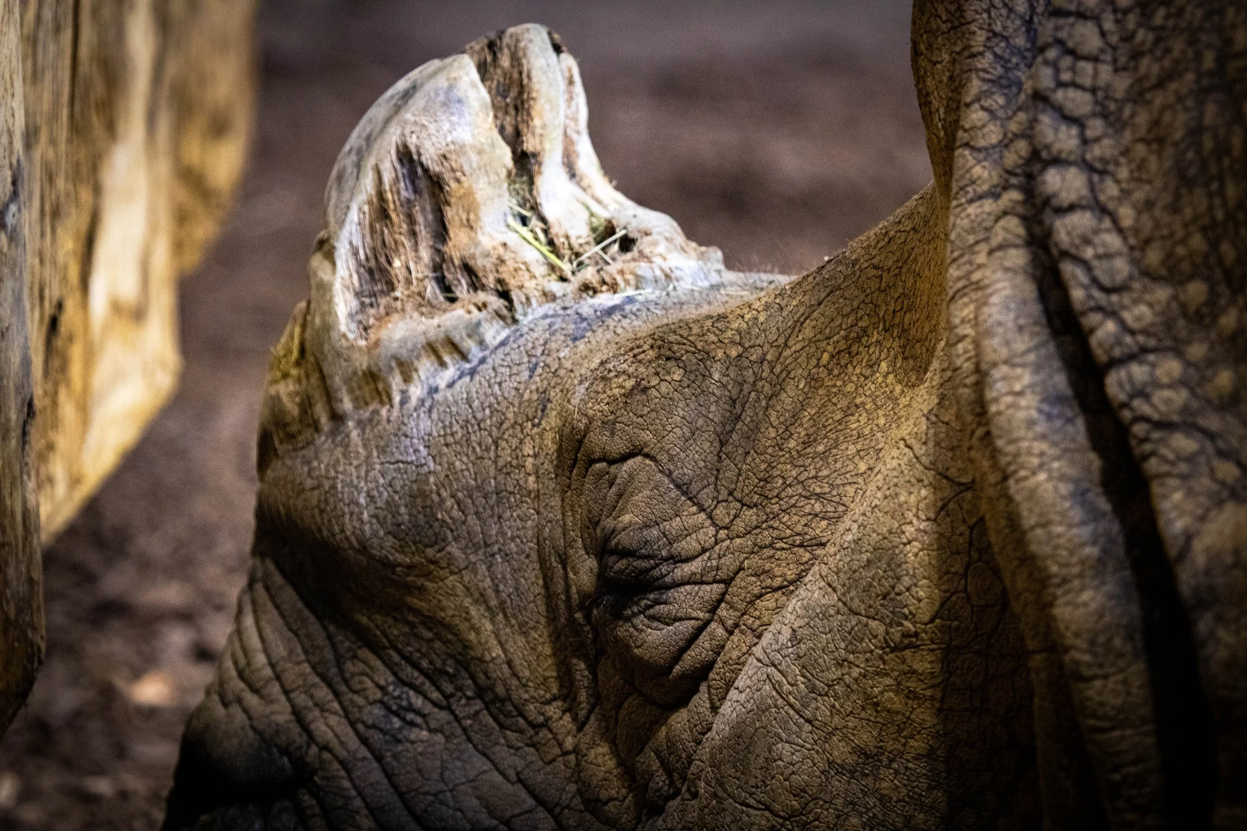 Copy of Greater one horned Rhino.jpg