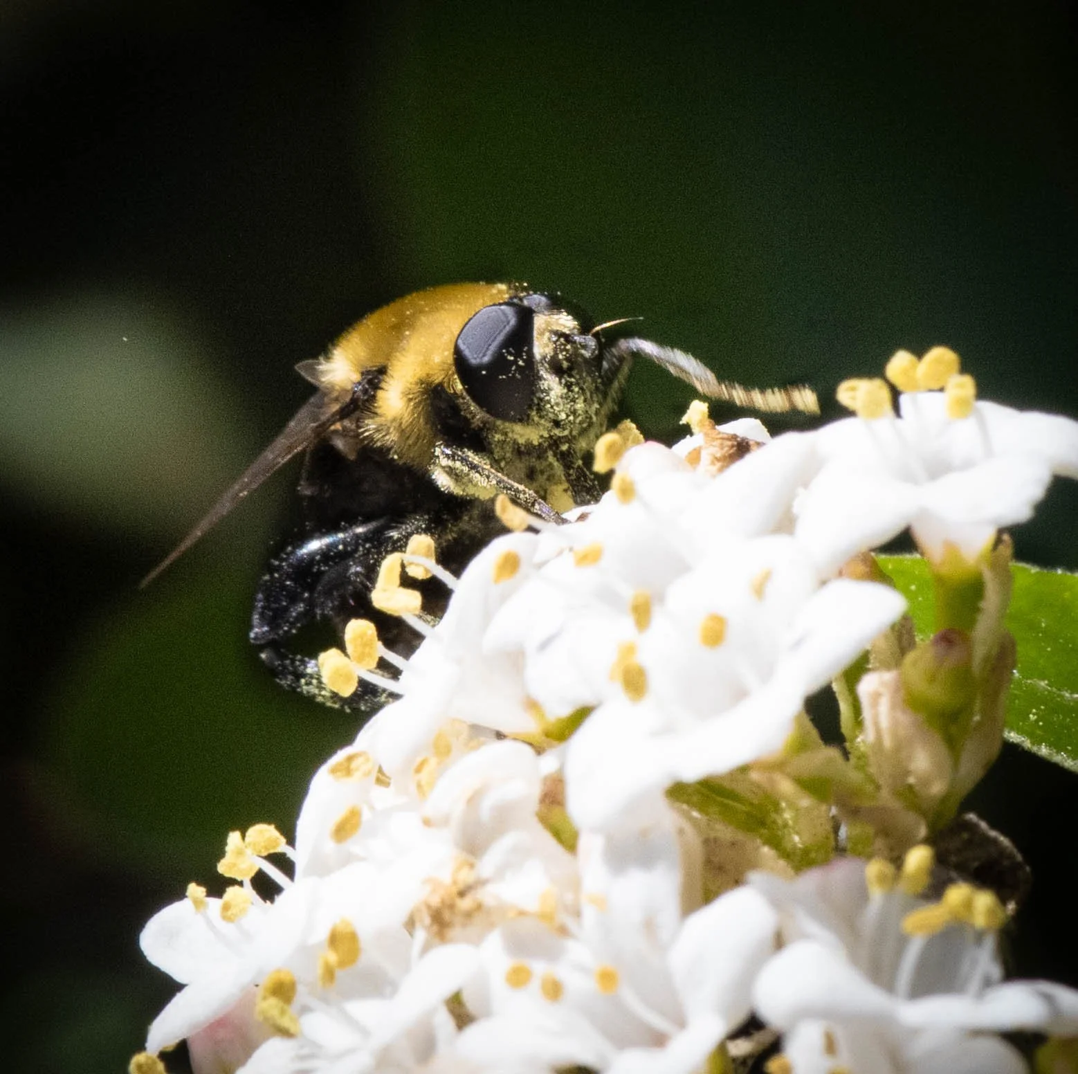 Copy of bee 2 (1 of 1).jpg