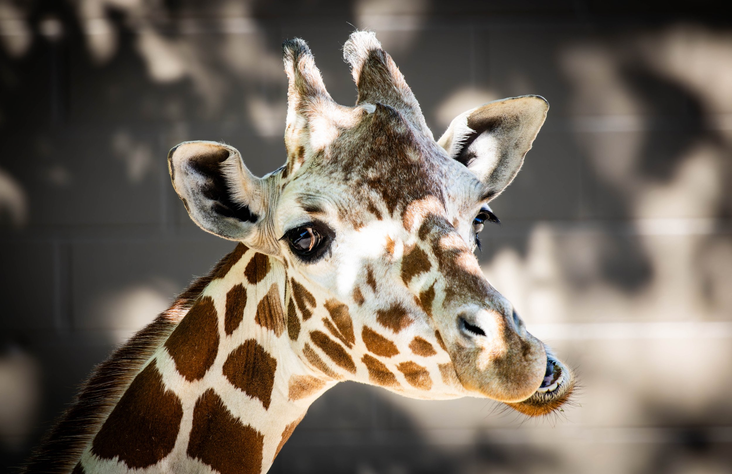 Giraffe Funny (1 of 1).jpg
