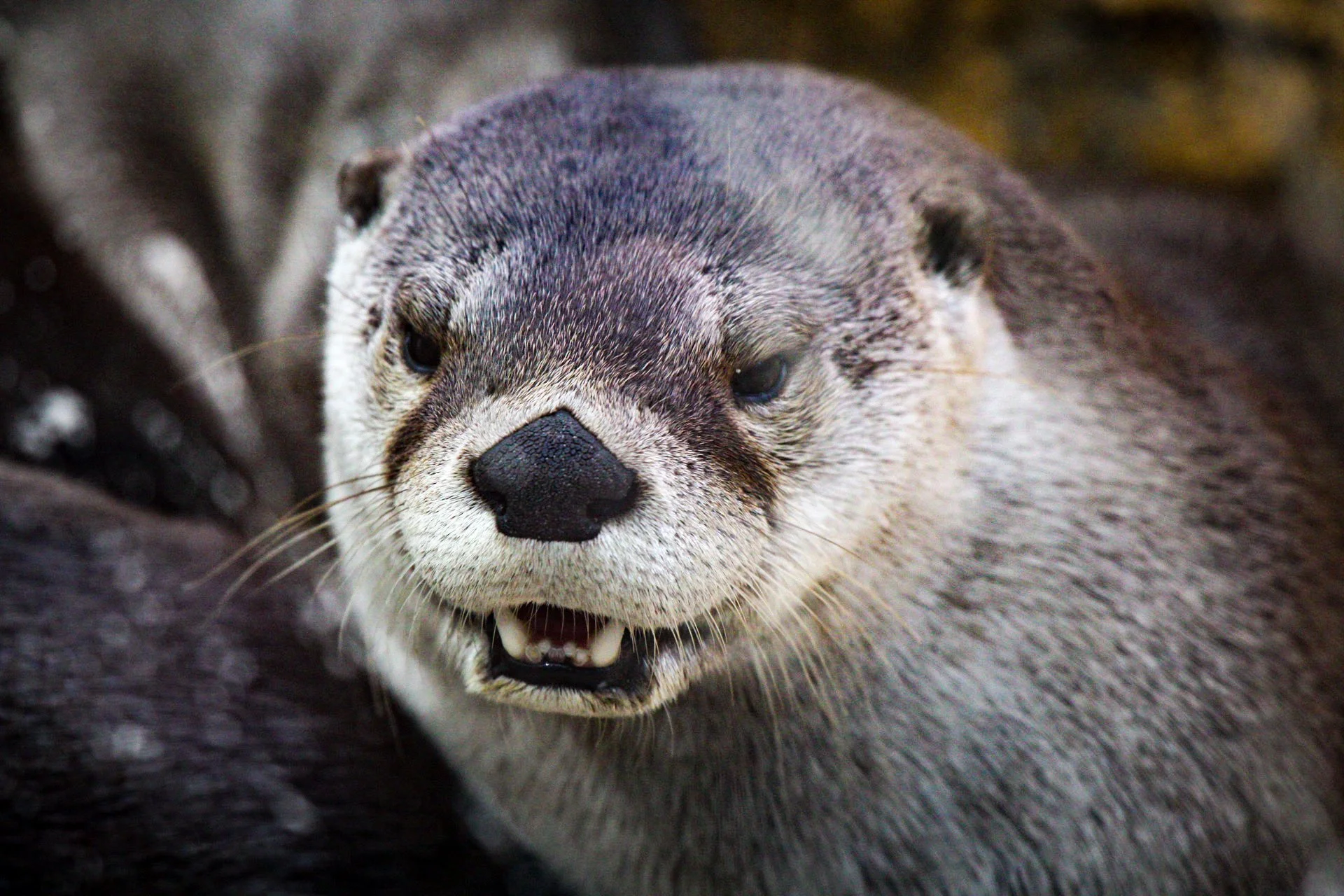 Copy of River Otter.jpg