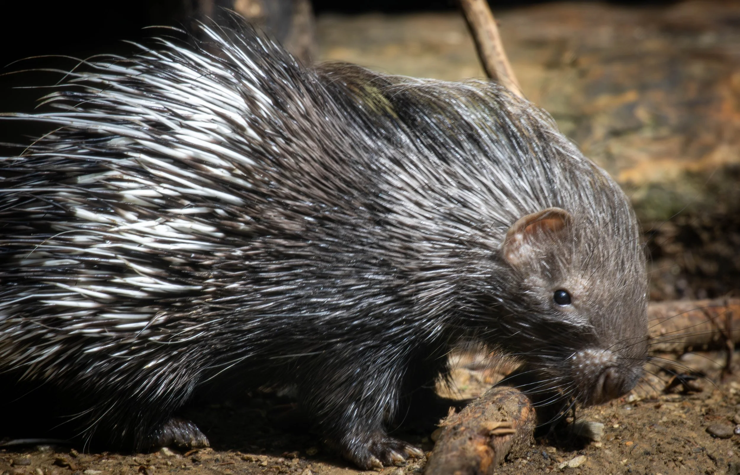 Cape Porcupine baby (1 of 1).jpg