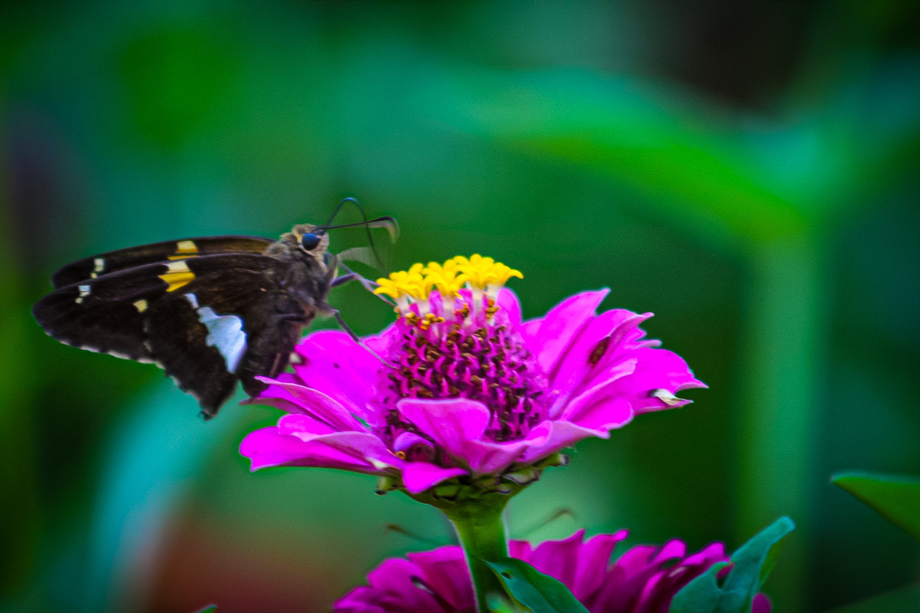 Copy of butterfly and flower(1).jpg