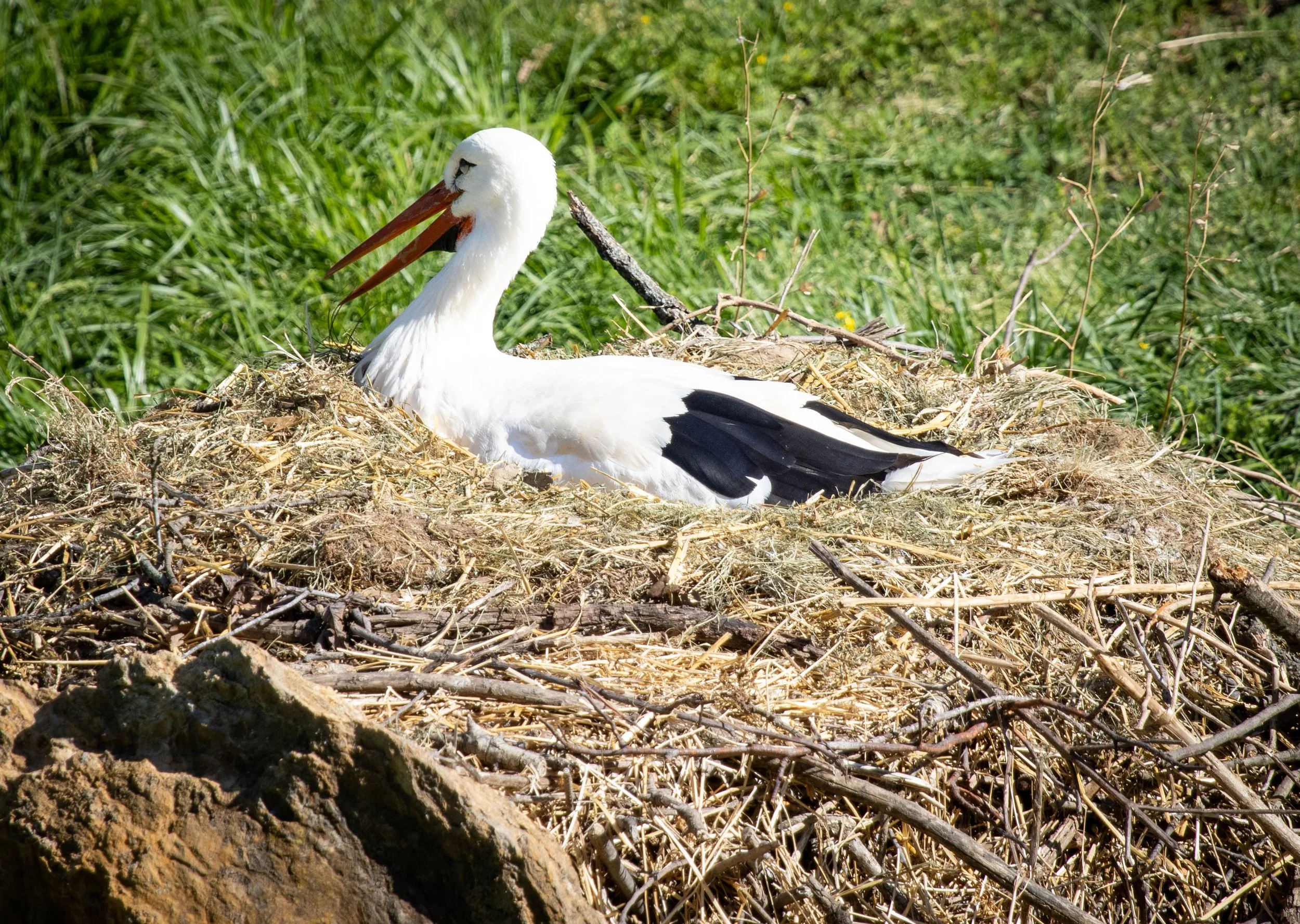 white stork nest (1 of 1).jpg