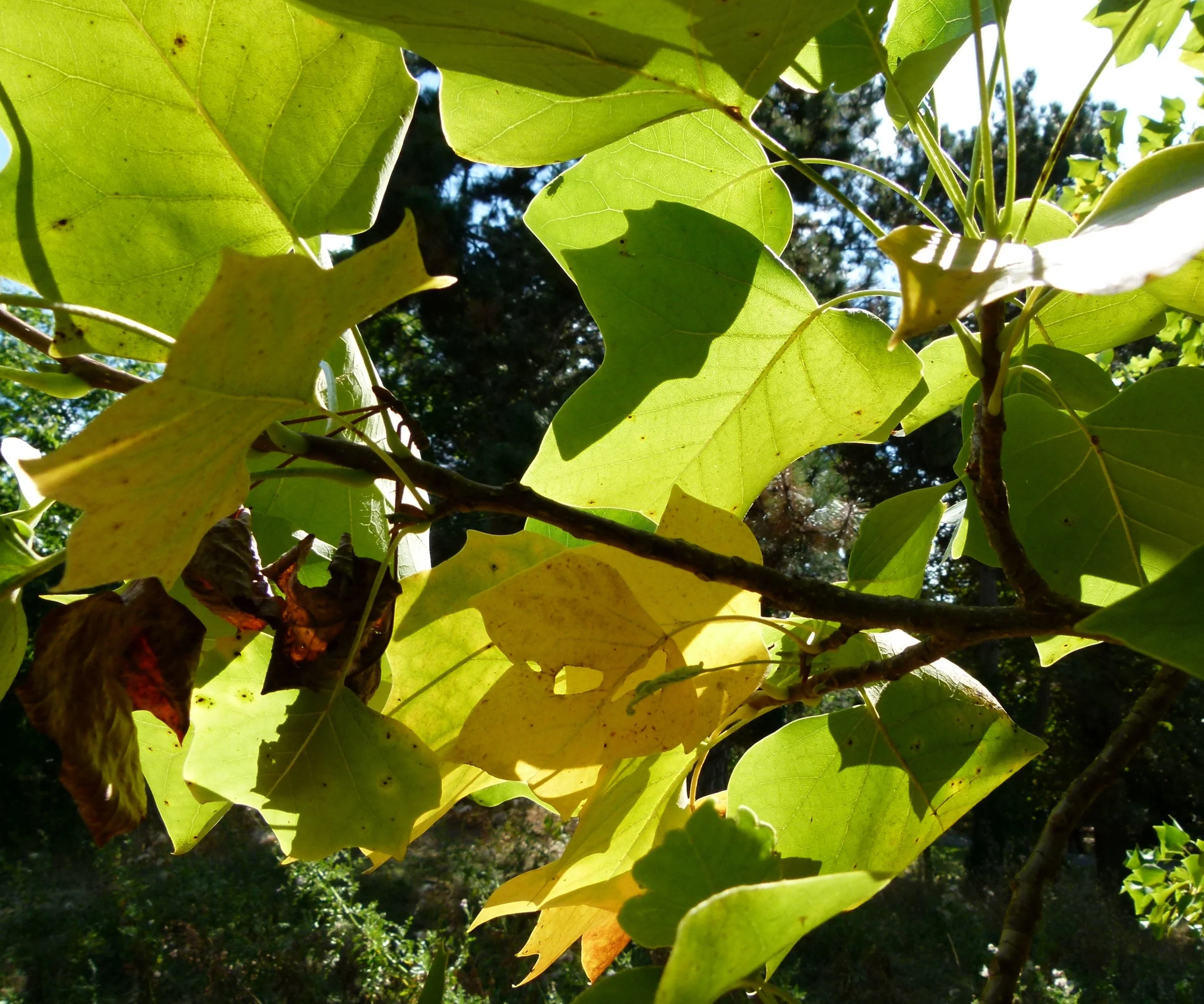 A 30-Year Tradition Takes Root: Tulip Trees for Russell Street Third Graders