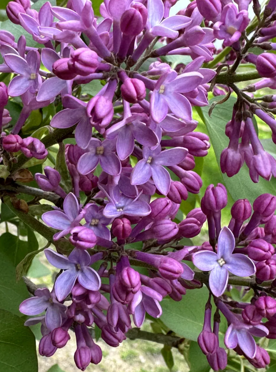 In Full Bloom: What's Growing in Littleton's Gardens This Week - May 24, 2026