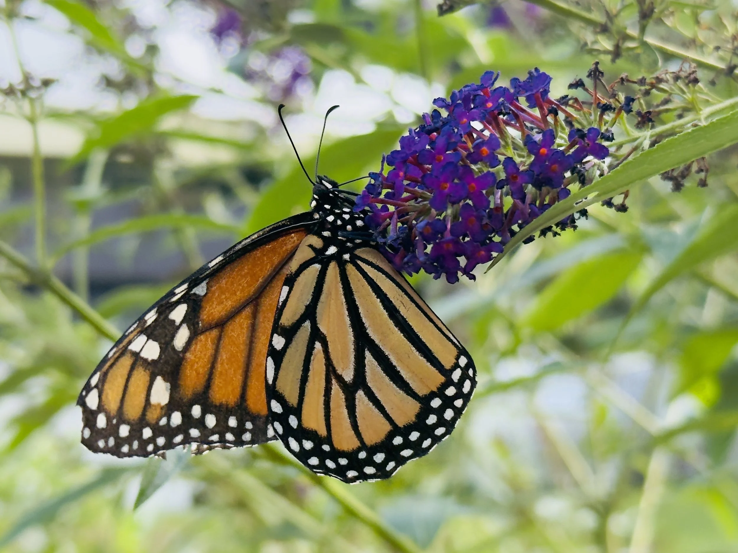 The Magic of Monarchs