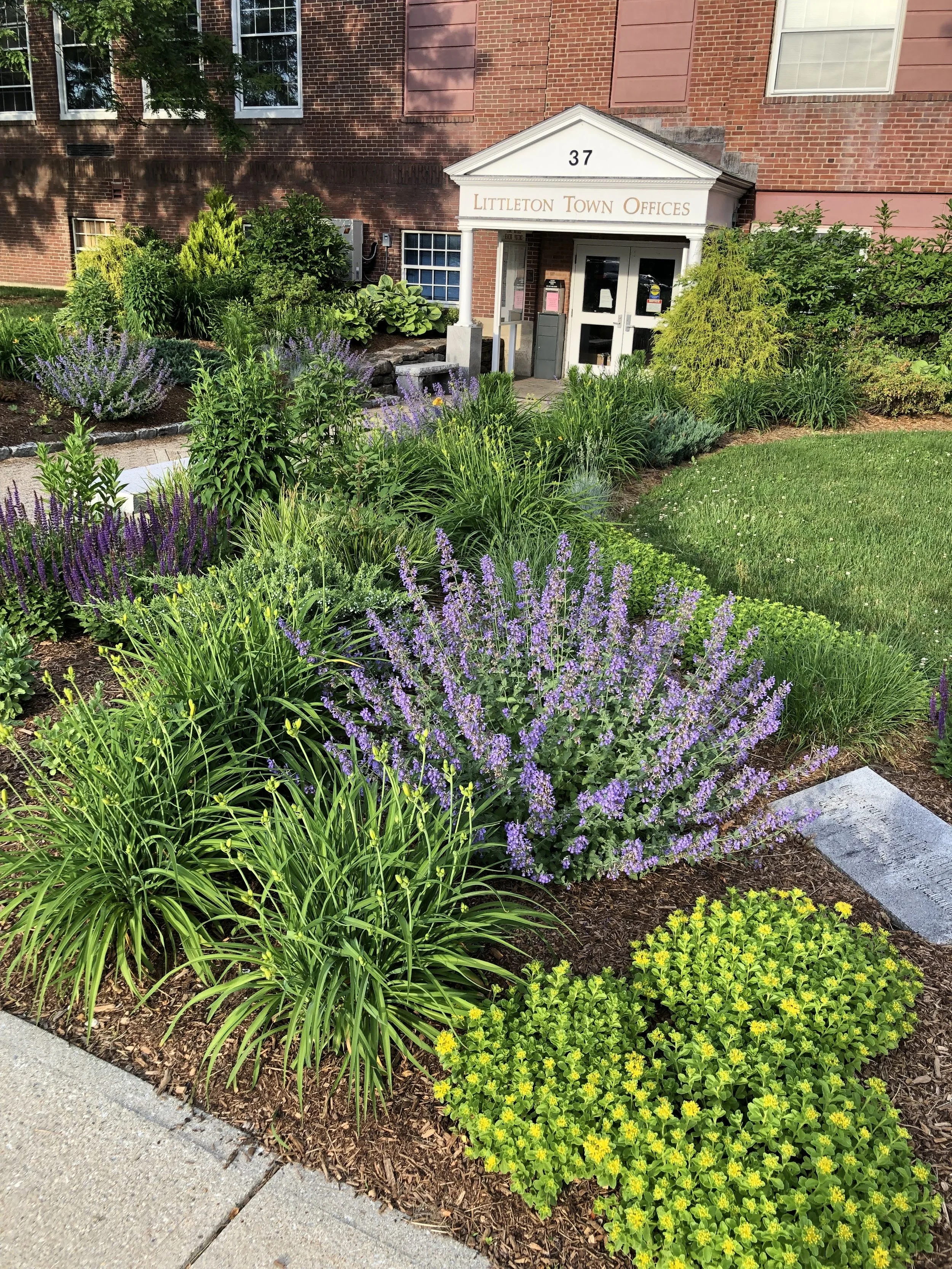 Colorful garden with purple, yellow, and green plants in front of a brick building labeled Littleton Town Offices.