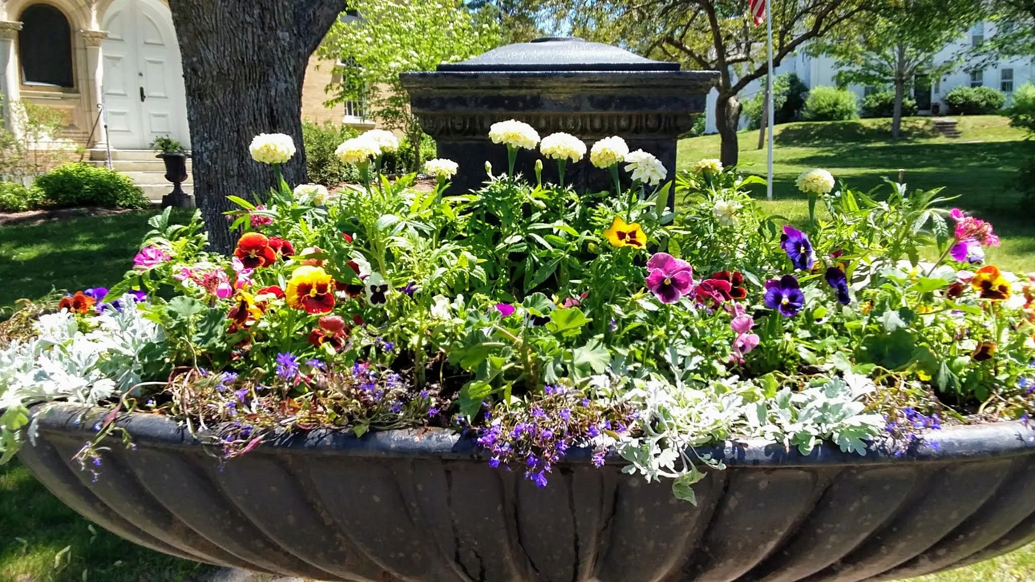 A large flower planter filled with colorful pansies, white as allium, and purple petunias, situated in a garden with green grass, trees, and residential buildings in the background.