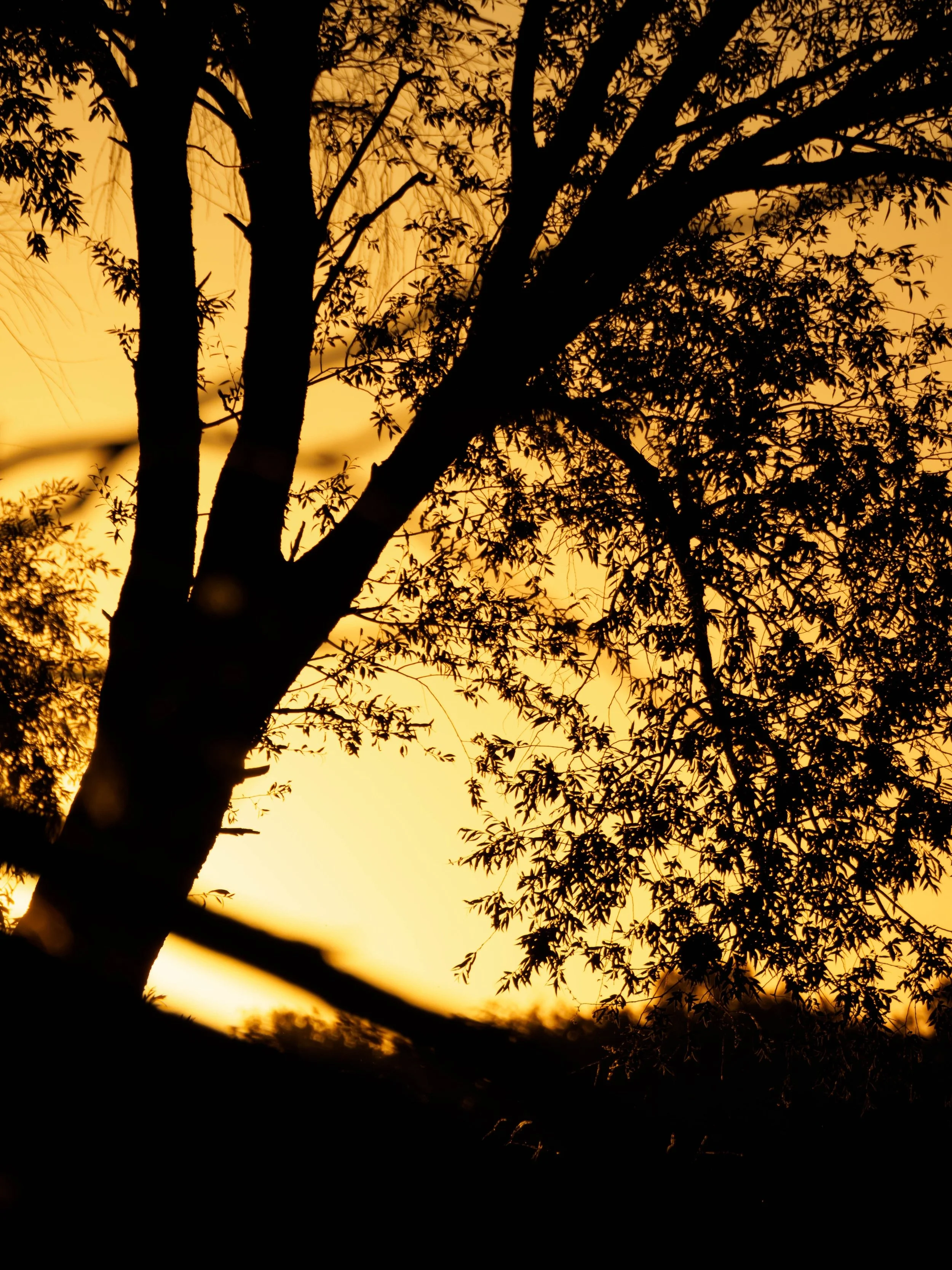 Sunset

#sunset #danube #danuberiver #sunsetphoto #sunsetlover #duna #naplemente #orange #gold
