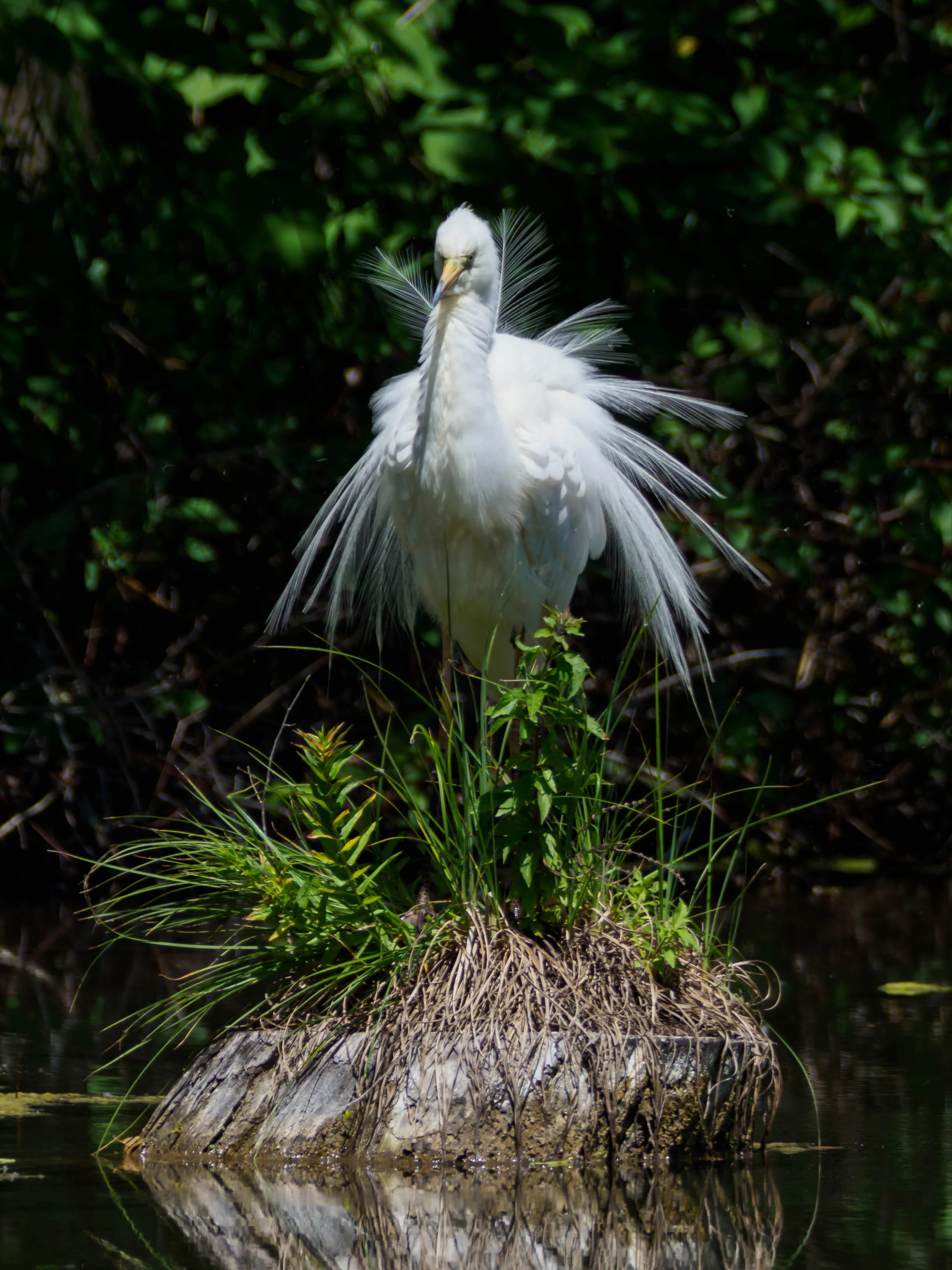 bird