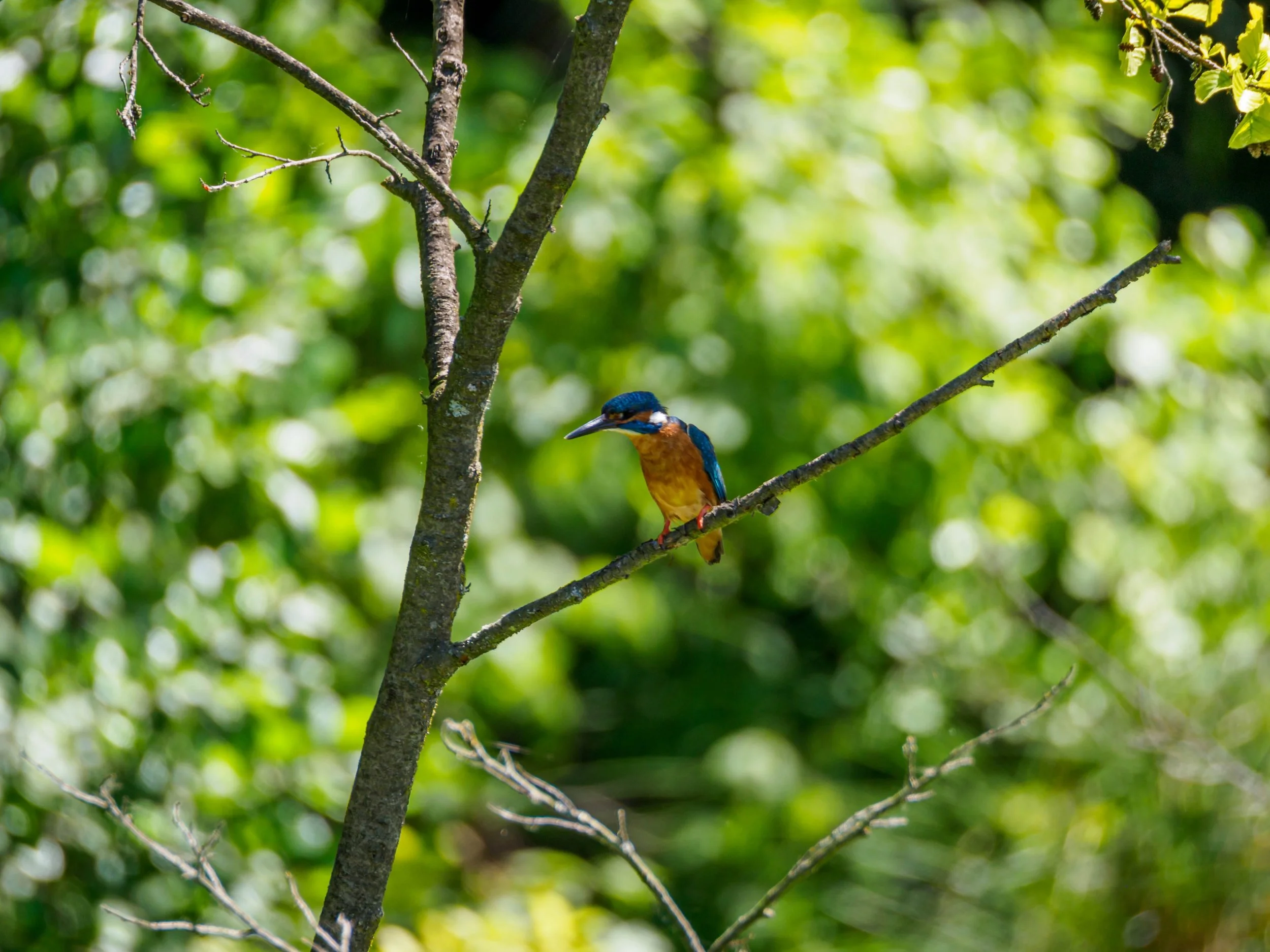 J&eacute;gmad&aacute;r

#j&eacute;gmad&aacute;r #kingfisher #hungarywildlife