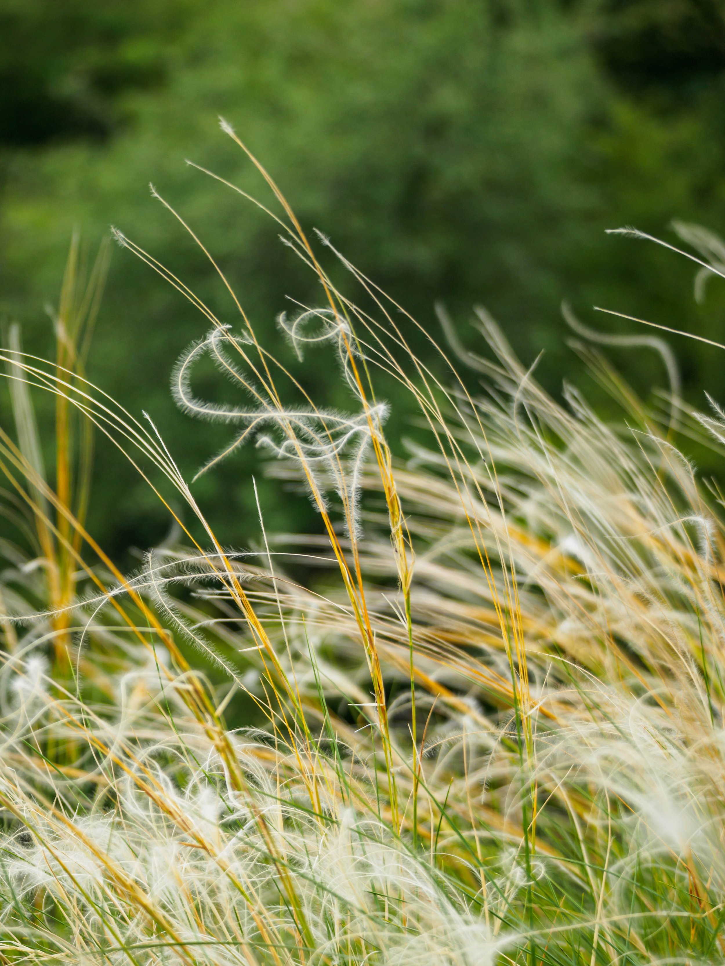 &aacute;rval&aacute;nyhaj
#&aacute;rval&aacute;nyhaj #vertes #hungary #naturelovers
A V&eacute;rtesben t&ouml;bb &aacute;rval&aacute;nyhaj‑faj is előfordul, fők&eacute;nt a sz&aacute;raz sztyeppr&eacute;teken &eacute;s lejtősztyeppeken.
