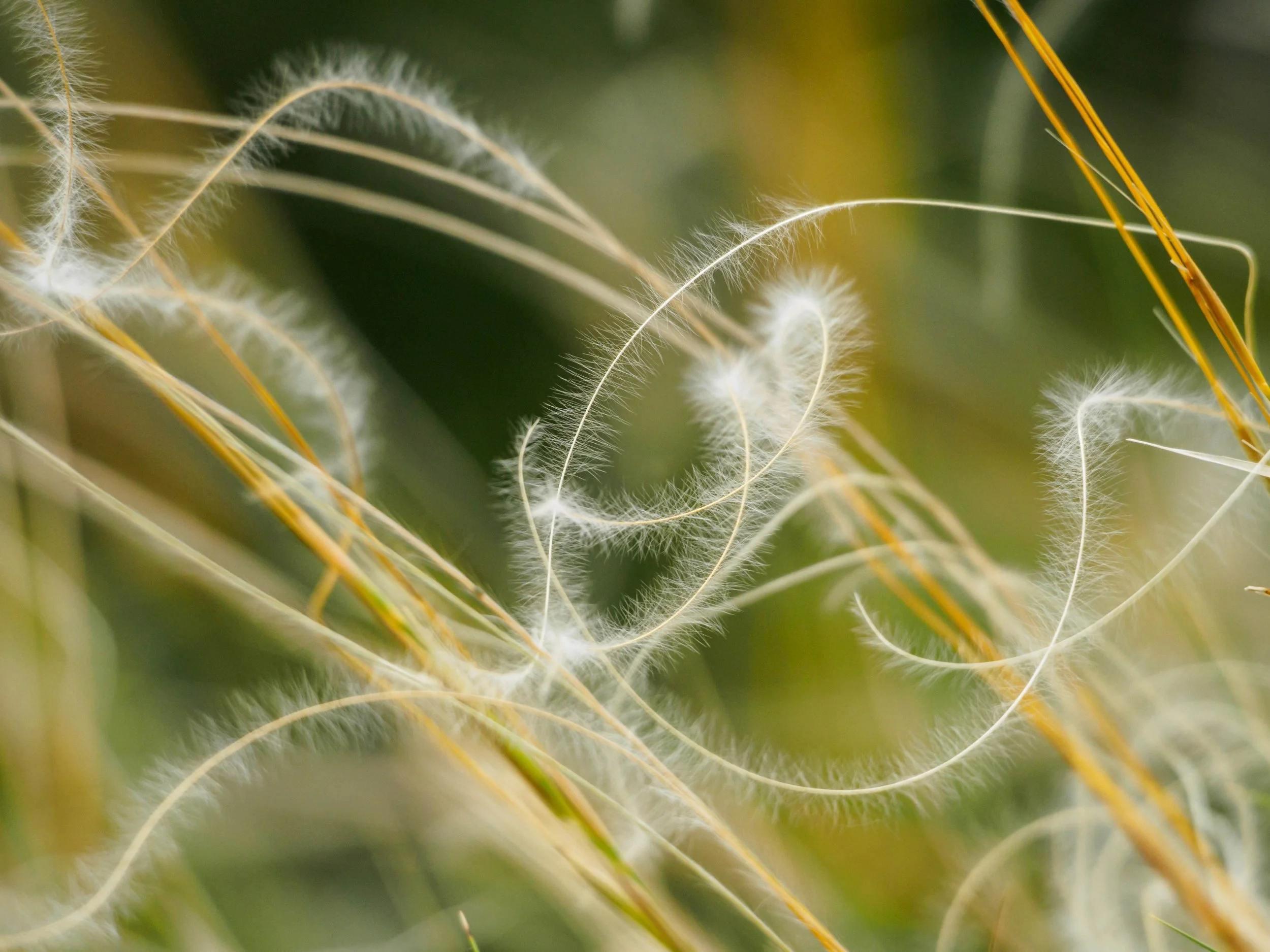 &aacute;rval&aacute;nyhaj
#&aacute;rval&aacute;nyhaj #vertes #hungary #naturelovers
A V&eacute;rtesben t&ouml;bb &aacute;rval&aacute;nyhaj‑faj is előfordul, fők&eacute;nt a sz&aacute;raz sztyeppr&eacute;teken &eacute;s lejtősztyeppeken.