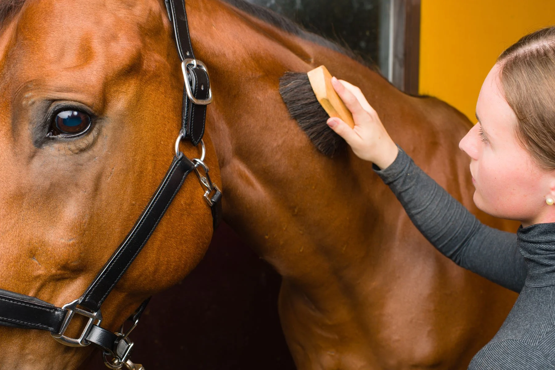 kings-gift-fund-horse-industry.jpg