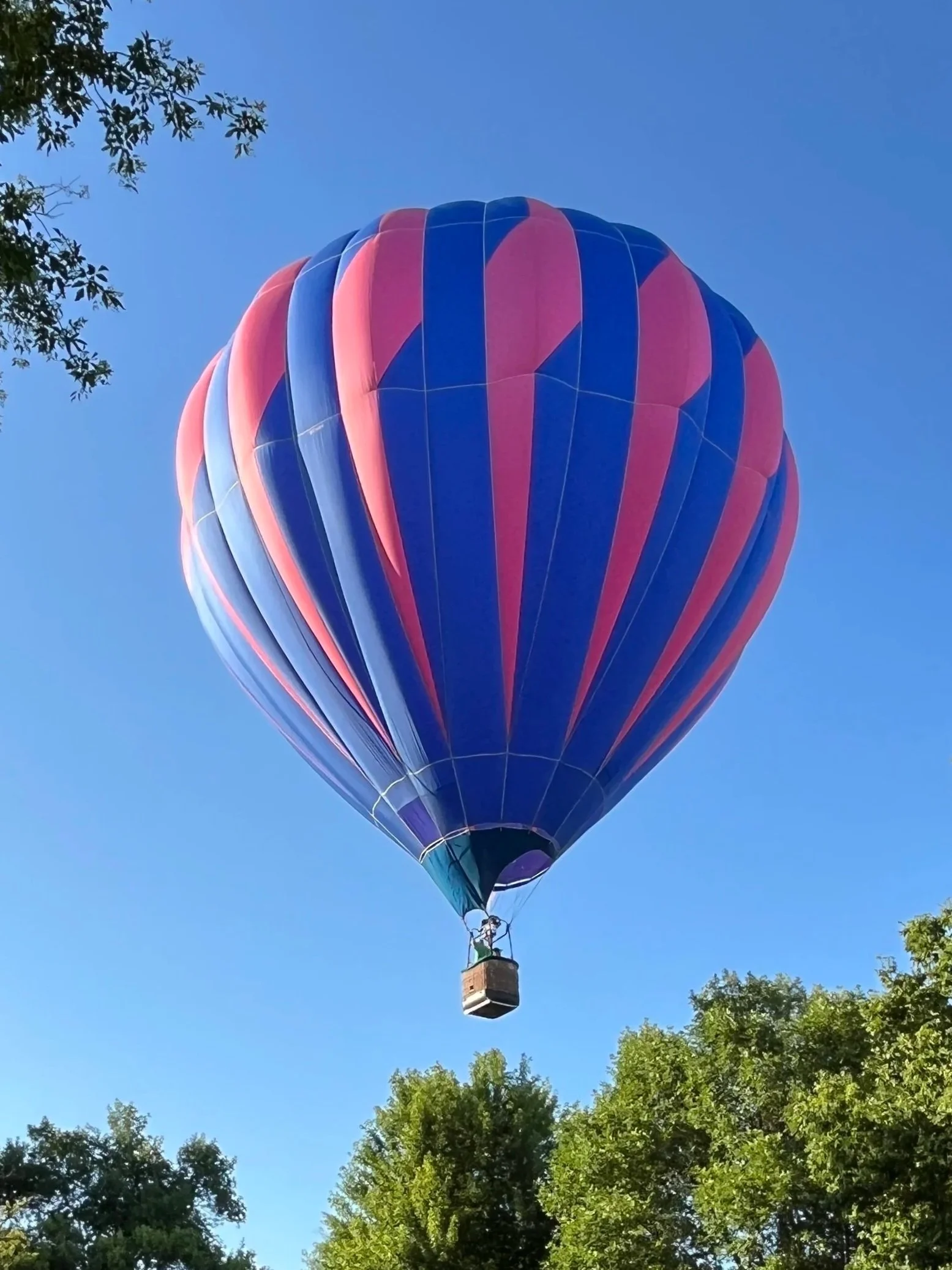 Hot air balloon with purple and pink stripes floating in a clear blue sky, surrounded by green tree tops.
