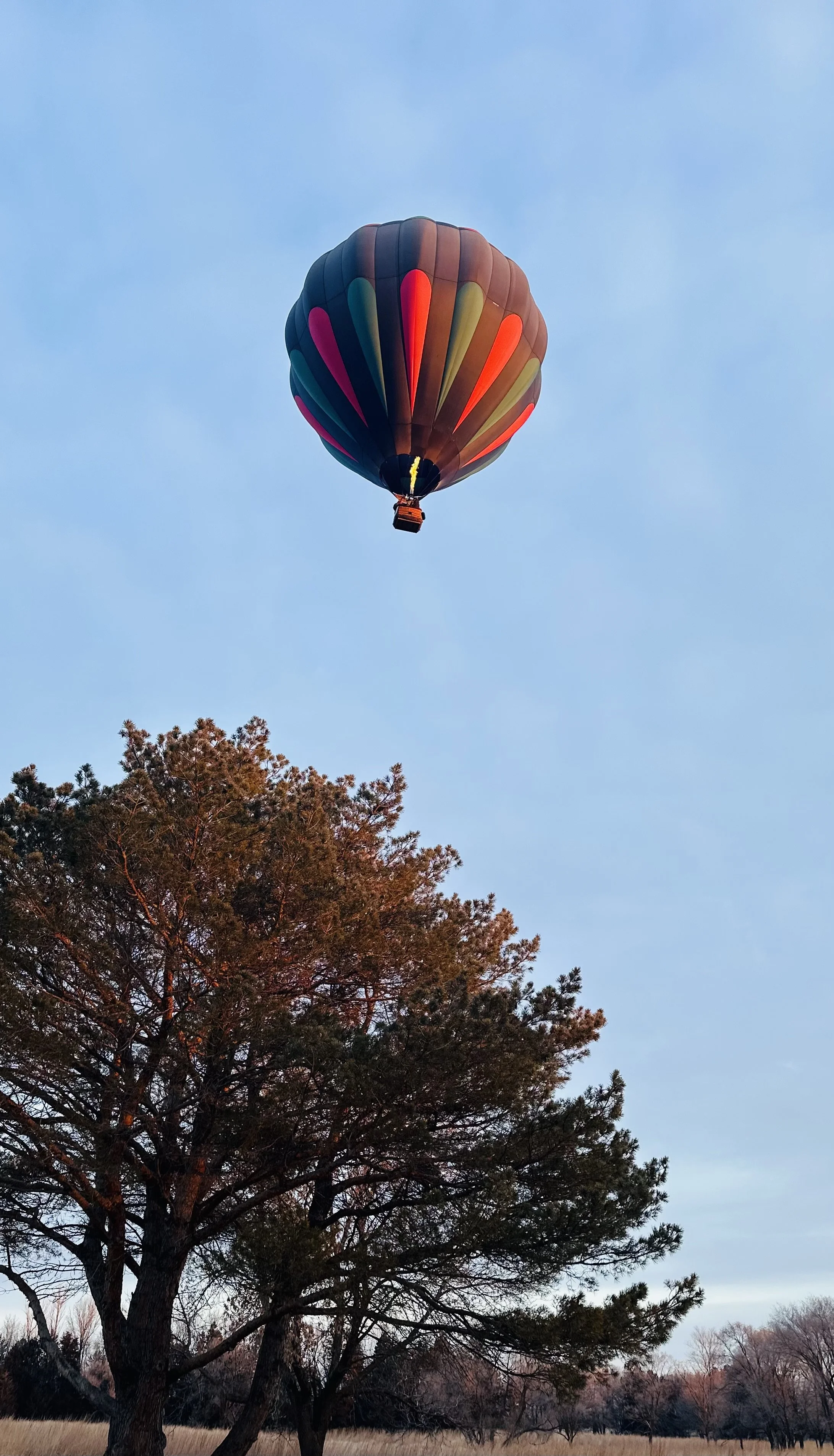 Colorful hot air balloon flying above trees in a field during sunset or sunrise