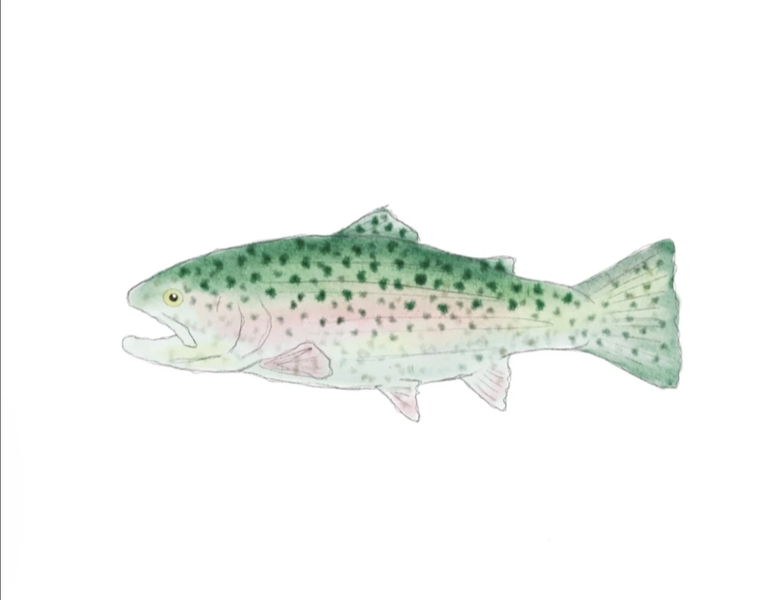 Muskoka Crossing x Wish You Were Here Studio Trout Art Print