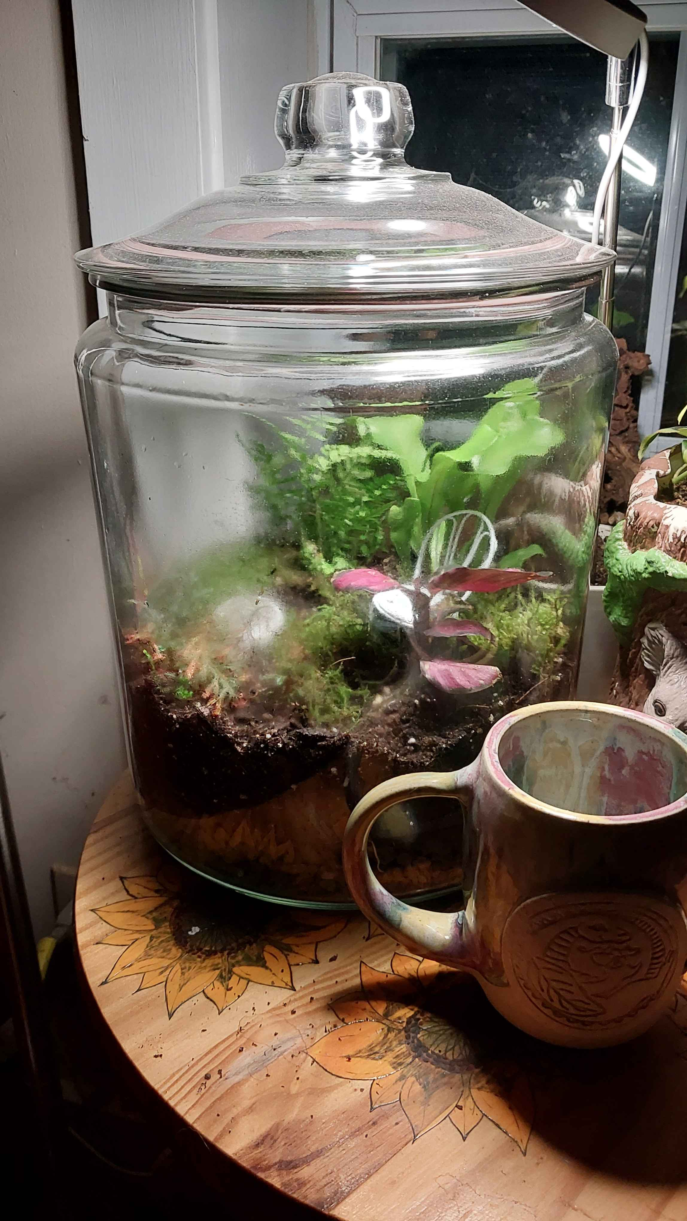 Closed Terrariums