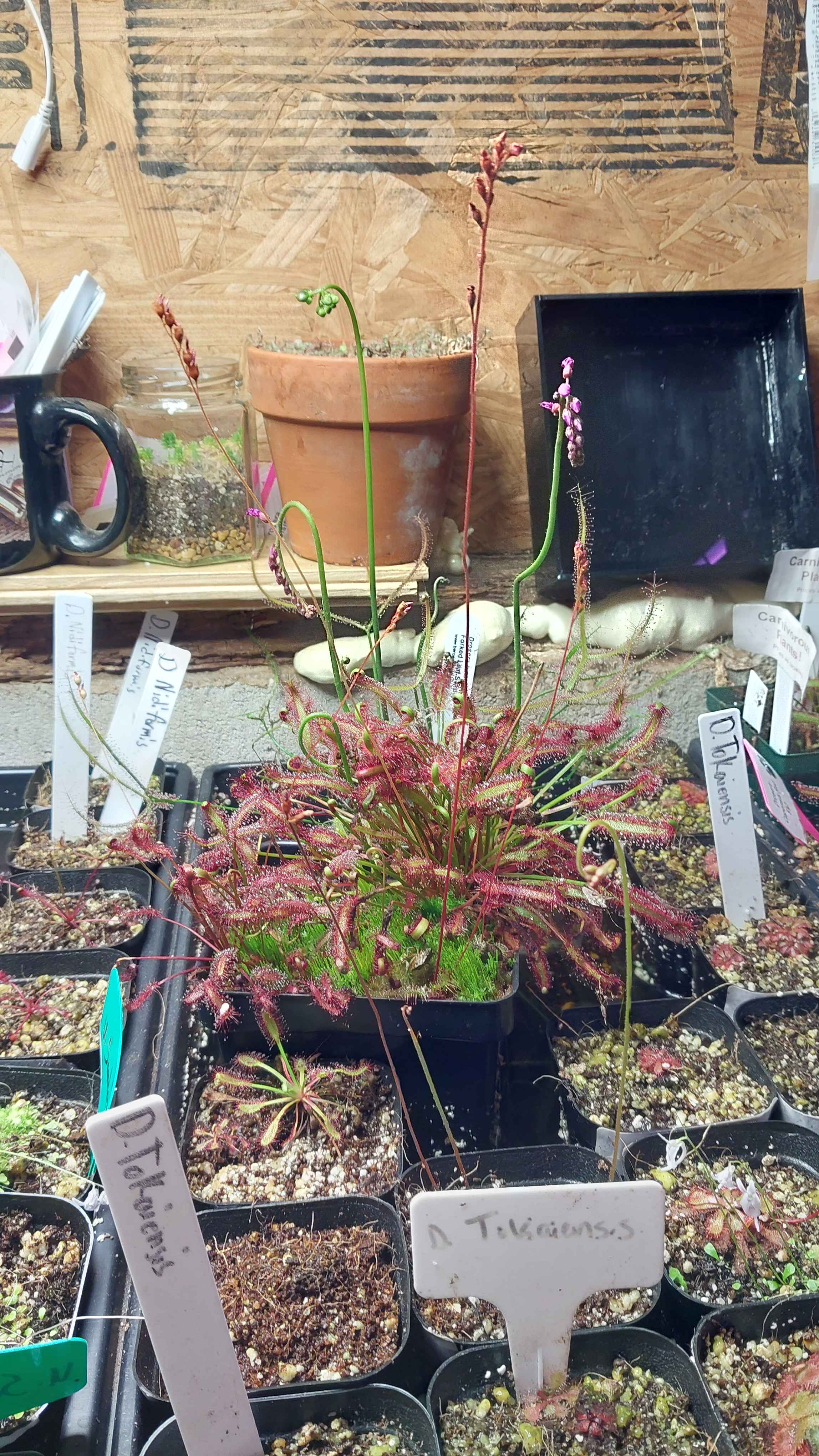 Cape Sundew Basics
