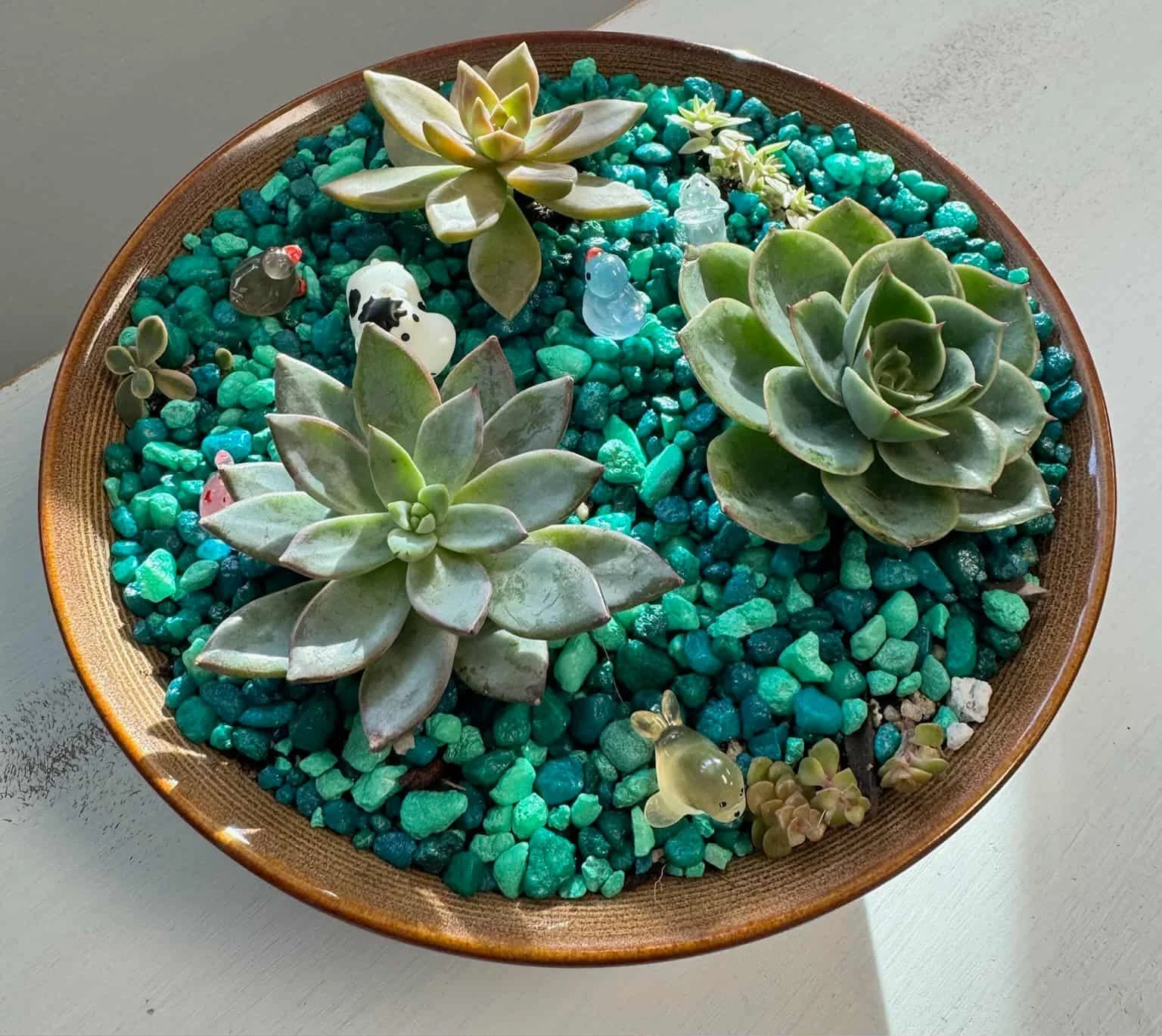 Succulent basics