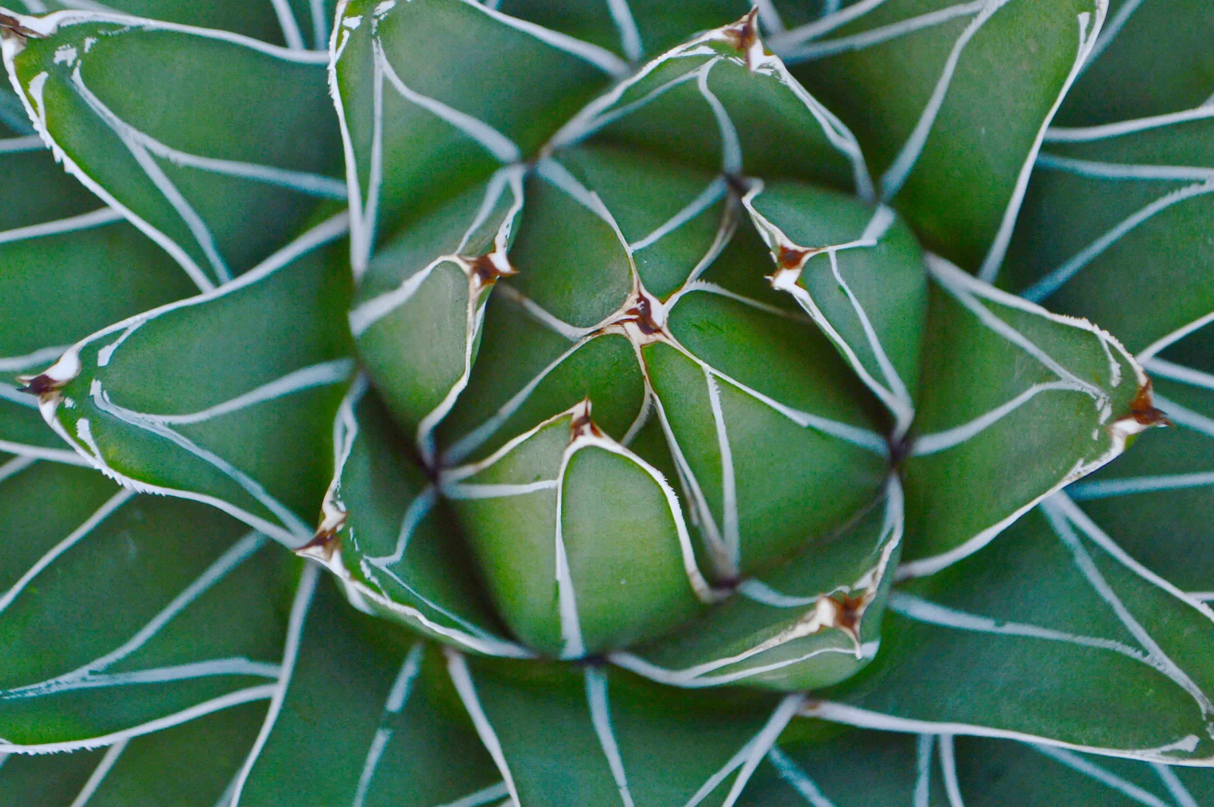 Patterns of Recognition 