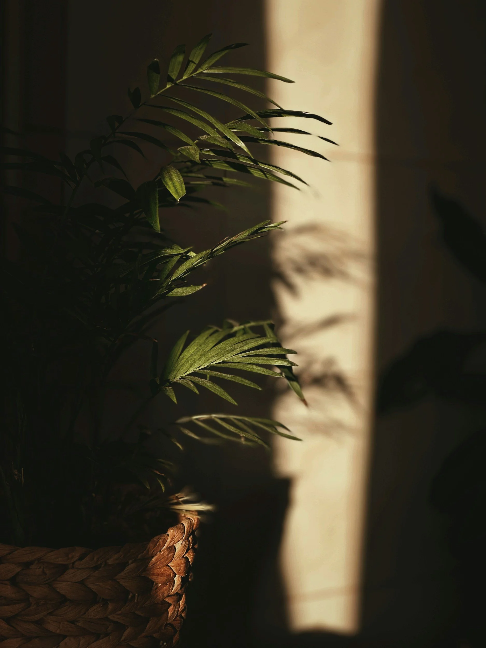 A potted plant with green leaves partially illuminated by sunlight inside a basket, with a blurred wall in the background.