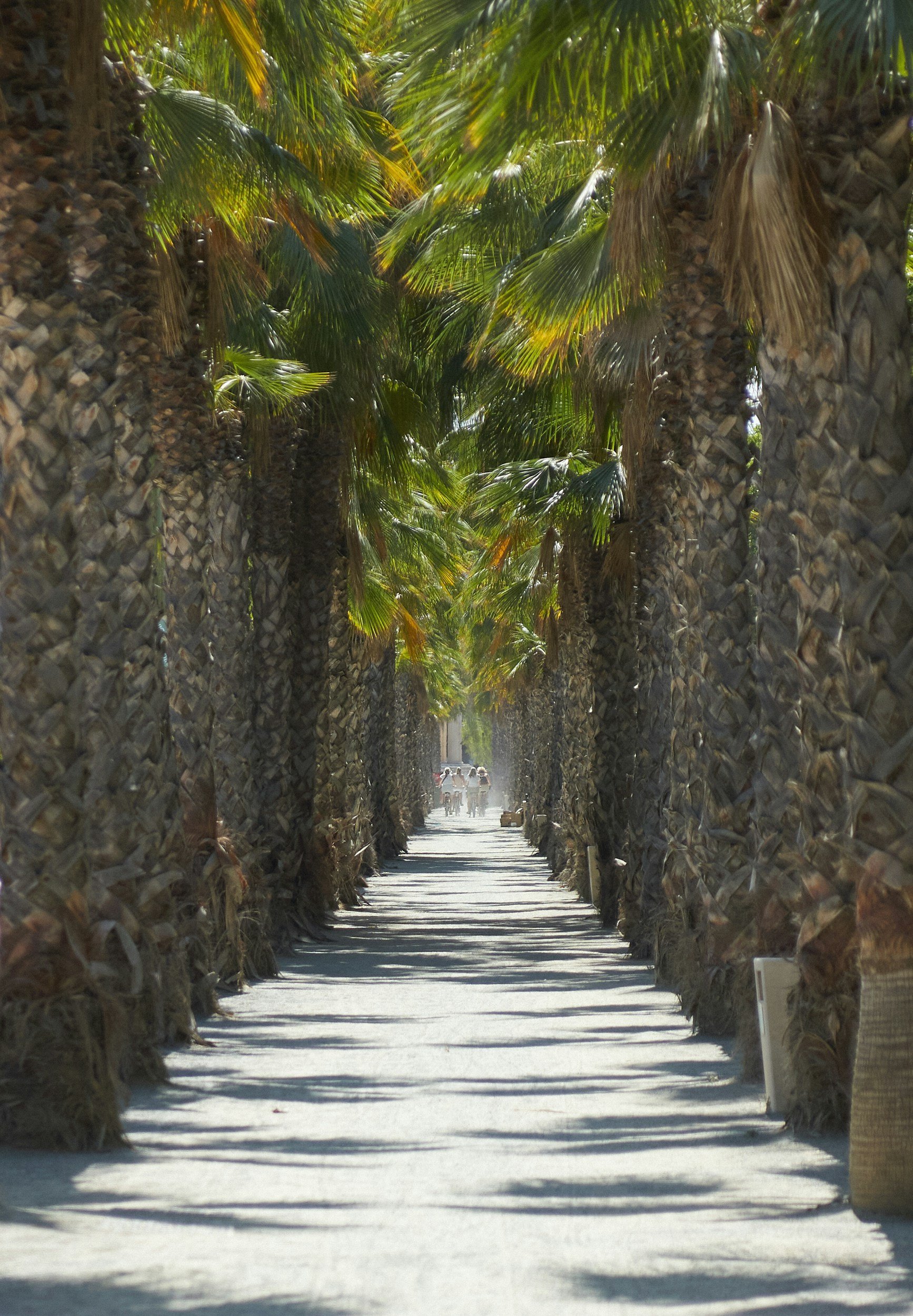A pathway flanked by tall palm trees with large, green fronds hanging overhead, creating a shaded walkway with people walking in the distance.