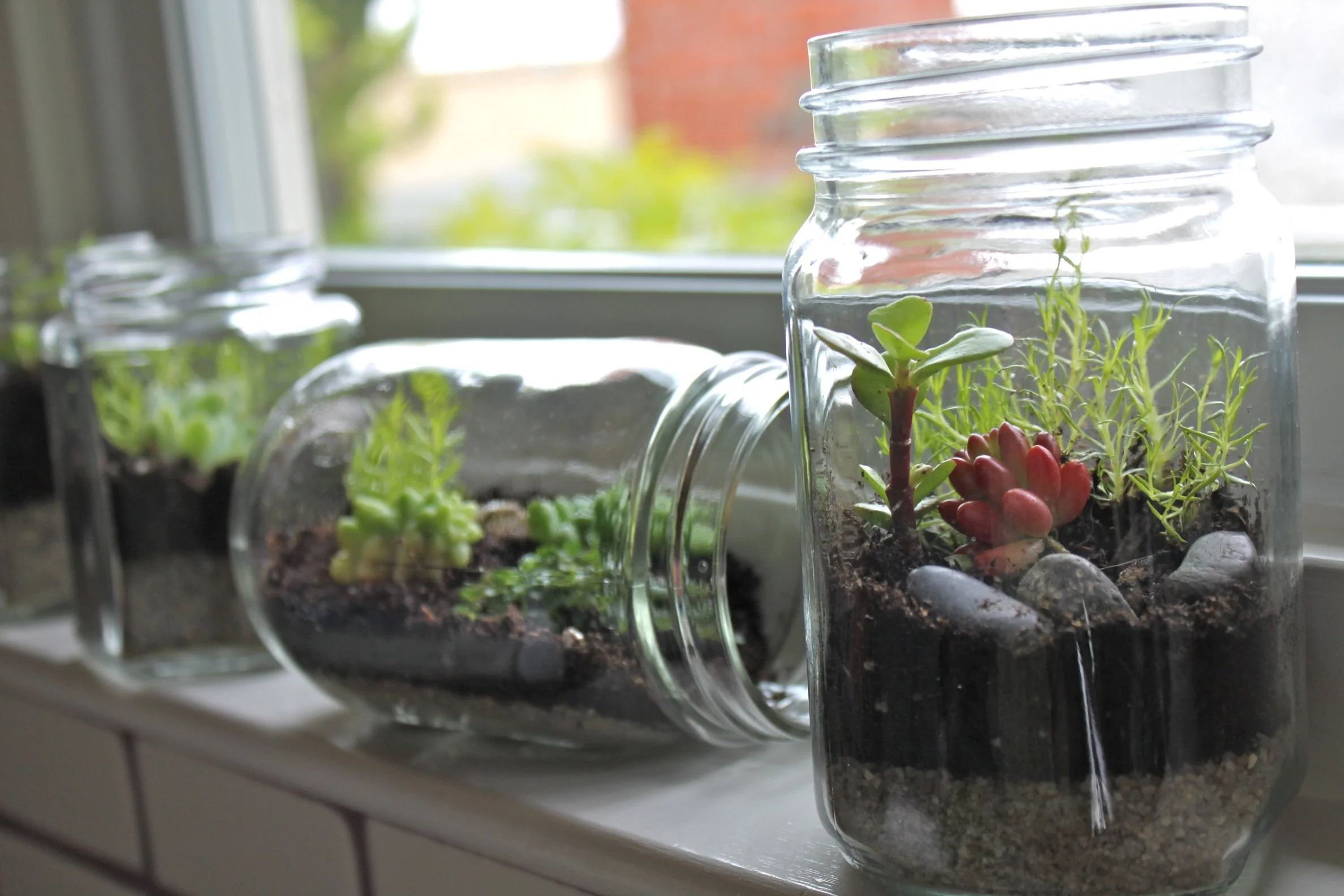 Terrariums