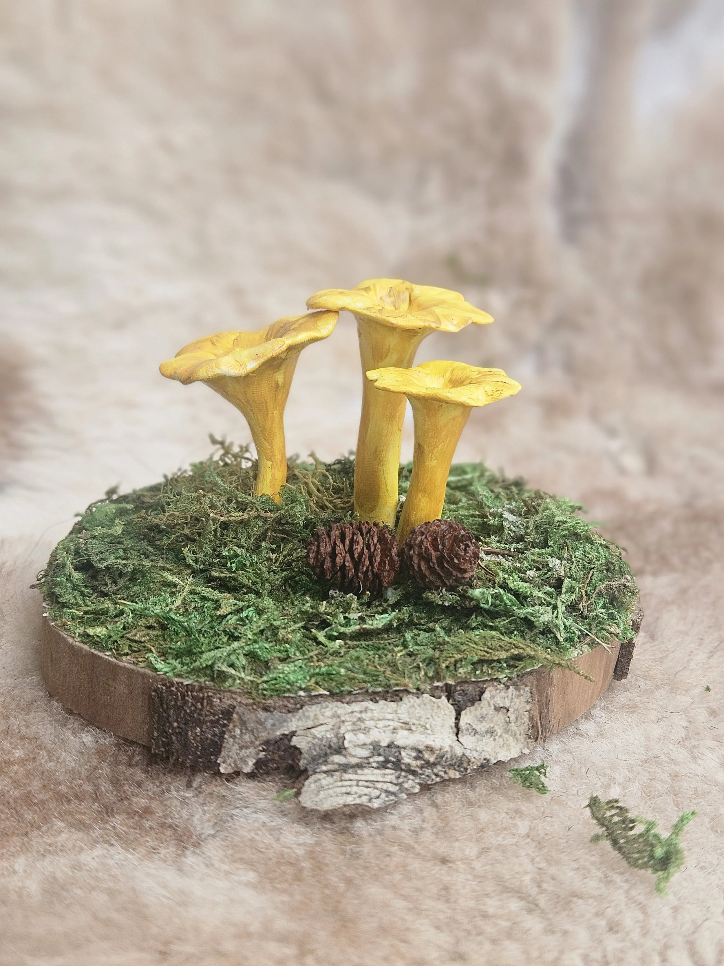 Chanterelle  Mushies