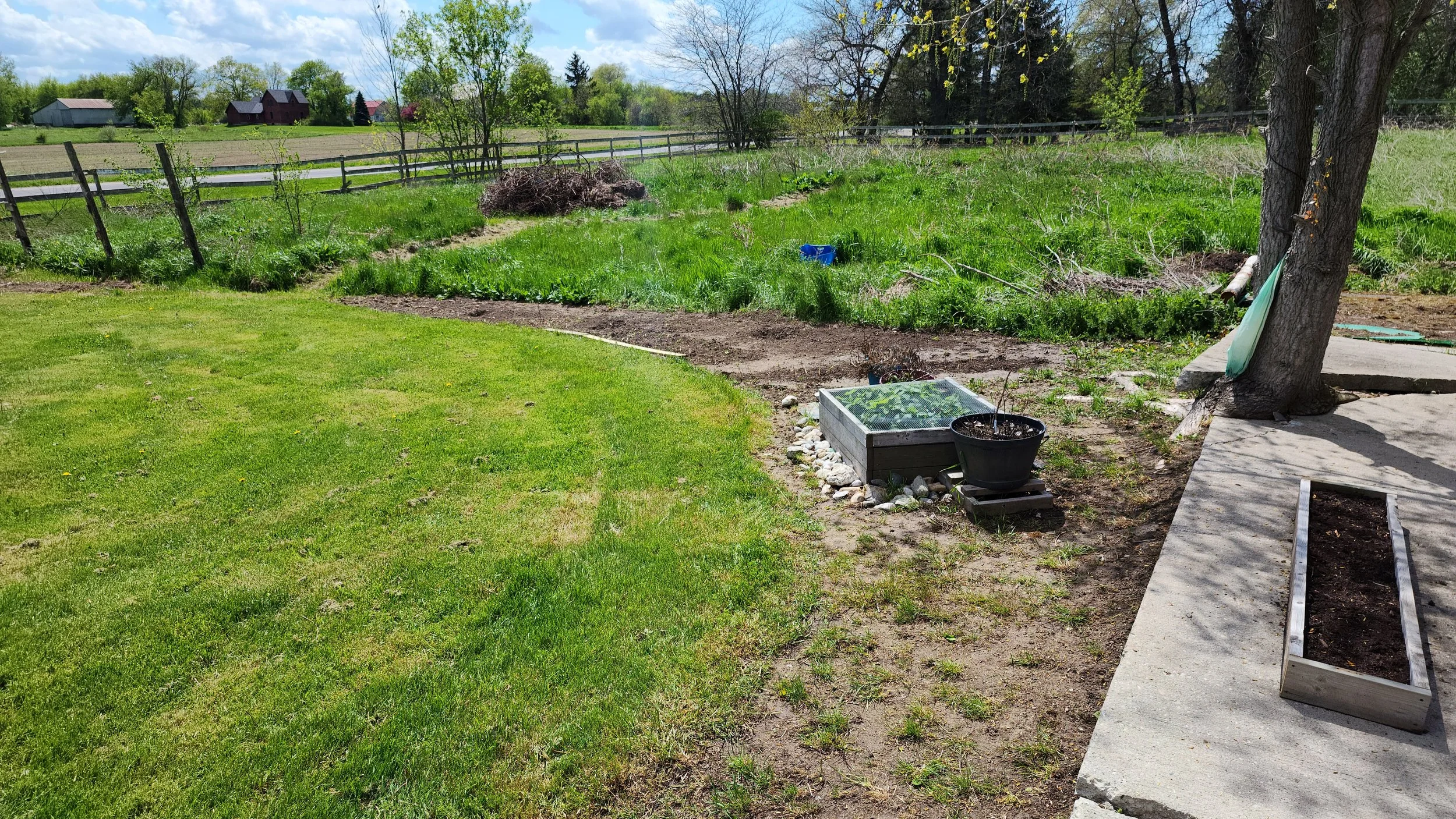 garden before 2.jpg