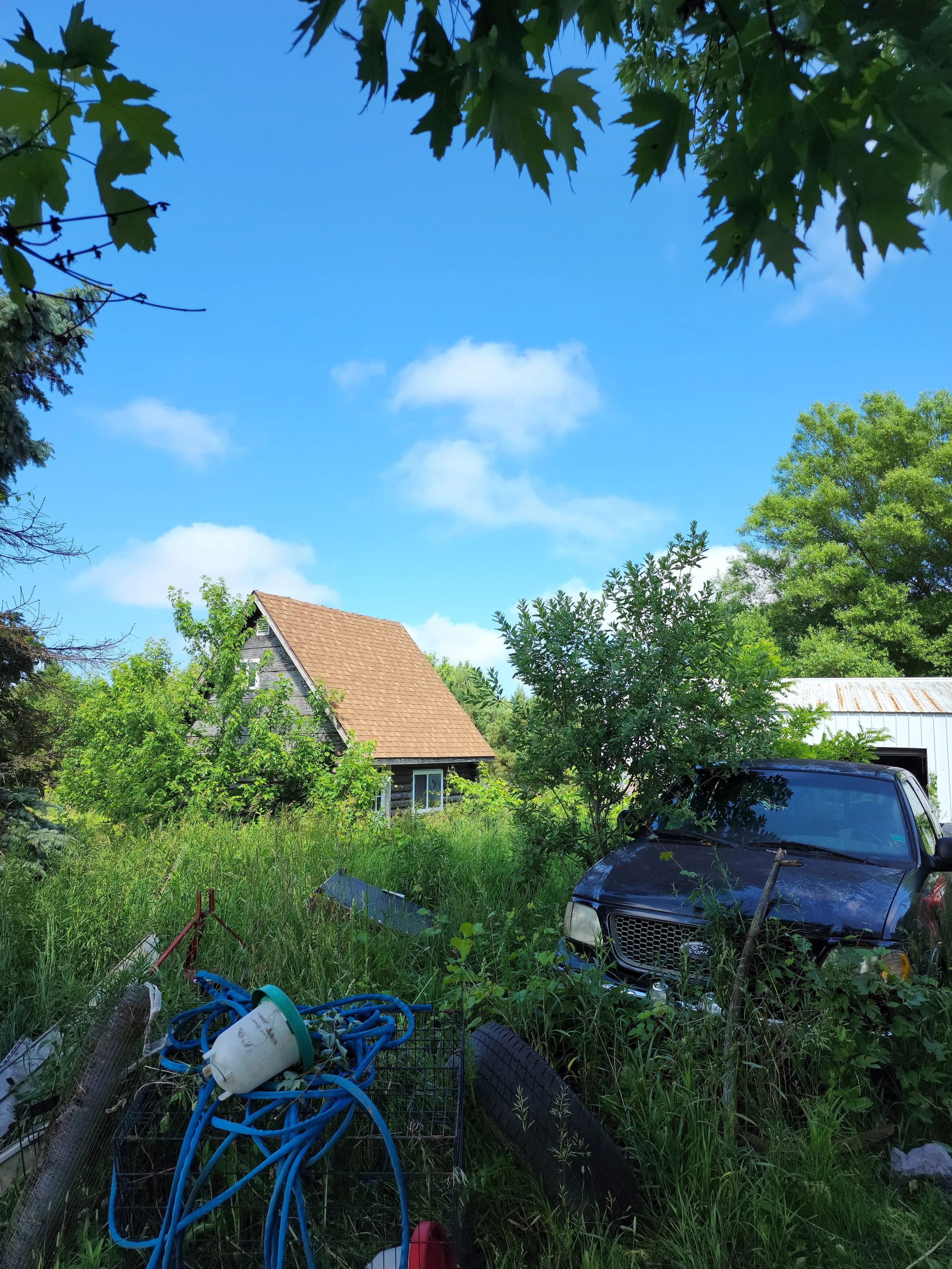 CabinOvergrown.jpg