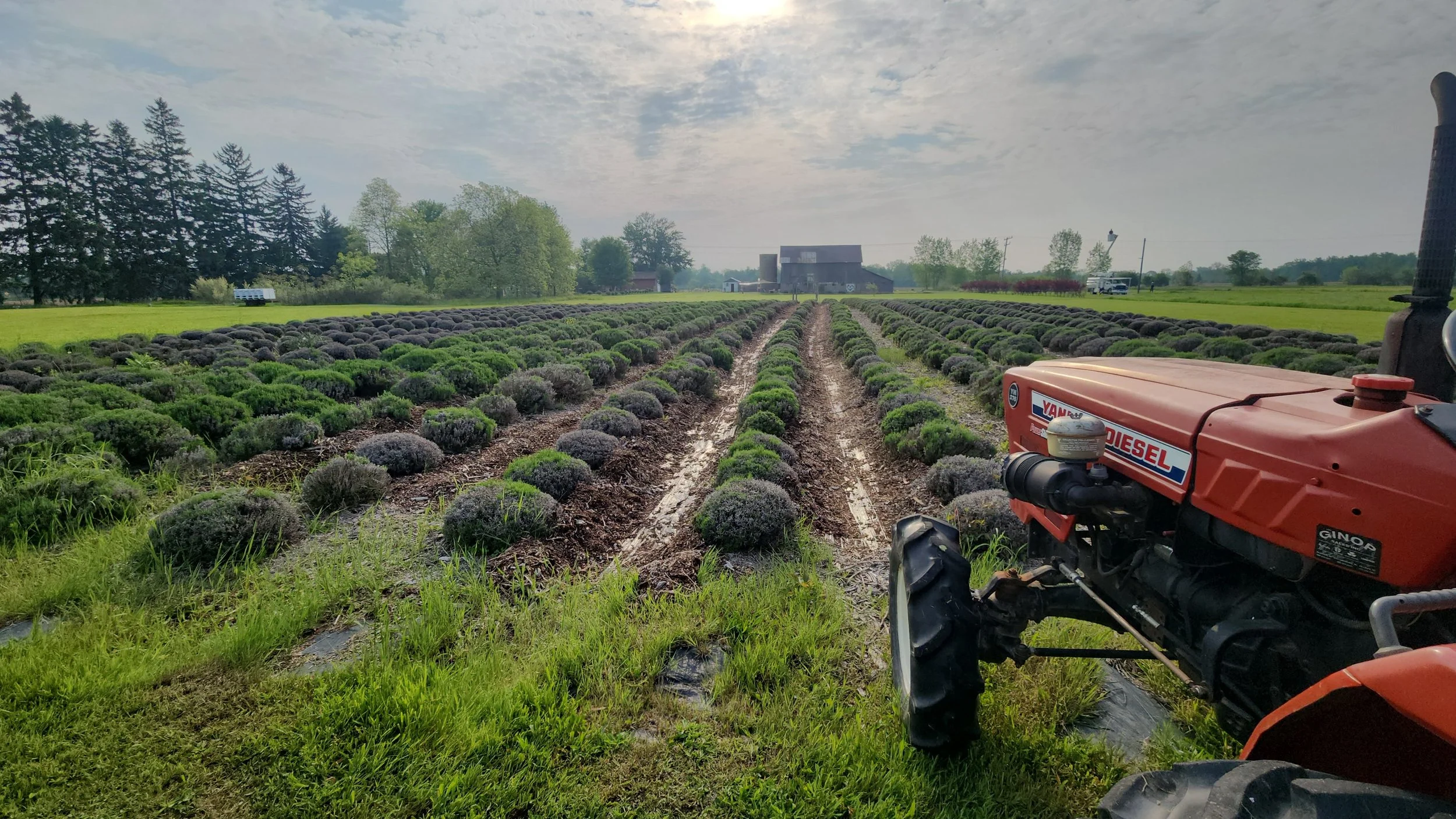 Lavender Farm