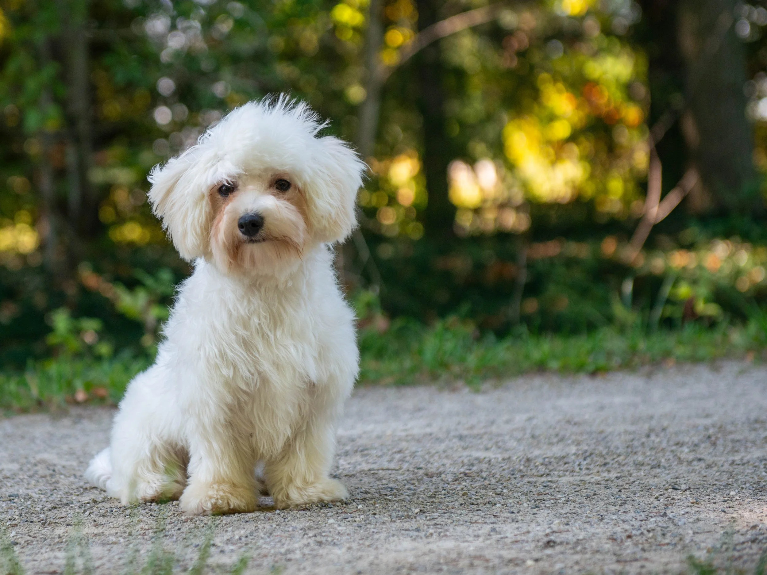 A small, fluffy white dog with shaggy fur sitting on a gravel path, with a blurred green forest background.