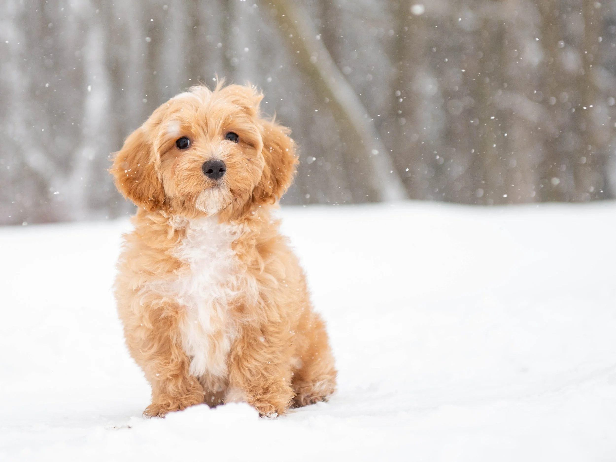 A small, fluffy, light brown puppy with floppy ears sitting in snow during snowfall, with a blurred snowy forest background.