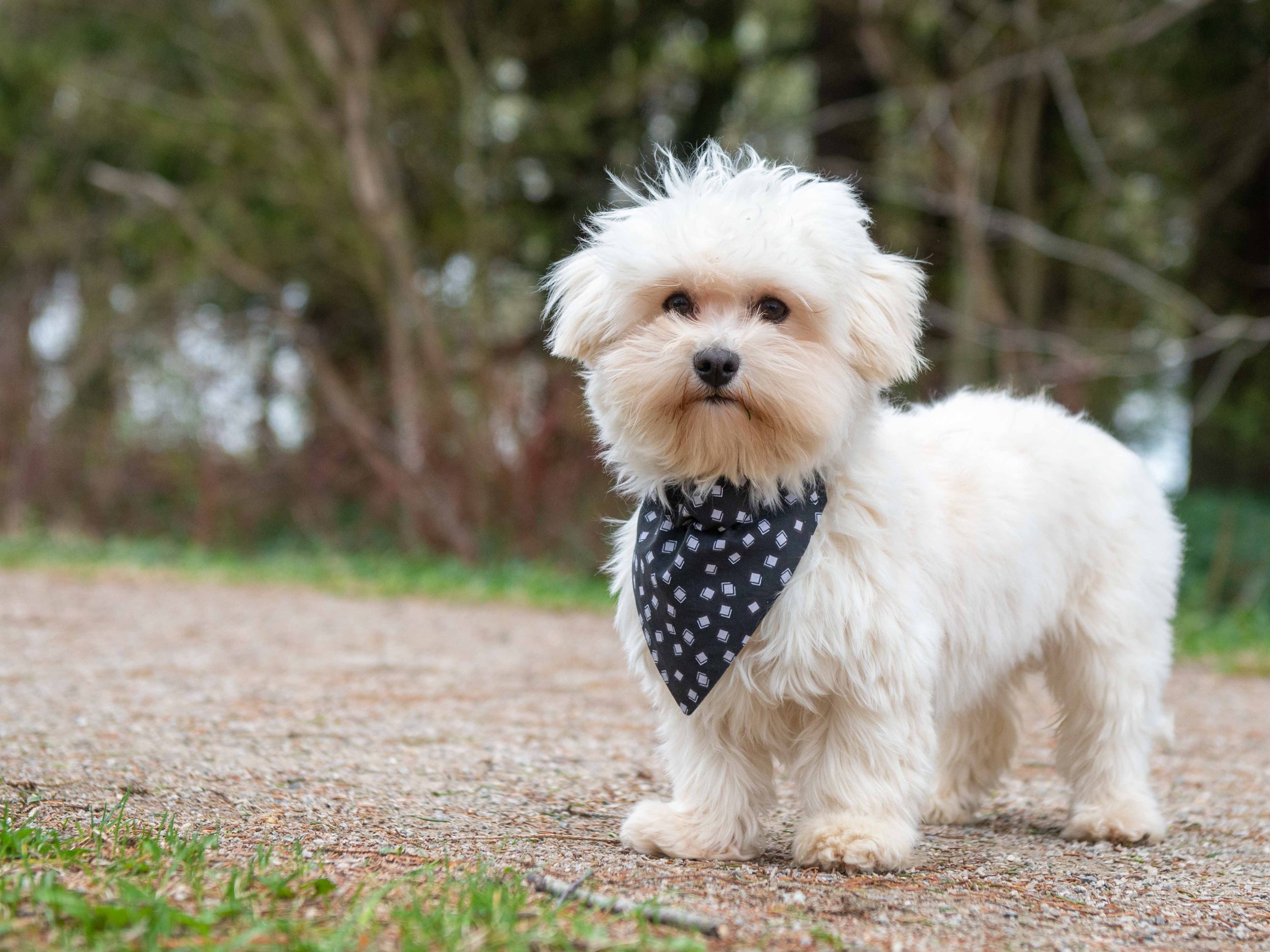 A small fluffy white dog standing on a dirt path in a natural outdoor setting, wearing a black bandana with a white geometric pattern around its neck.