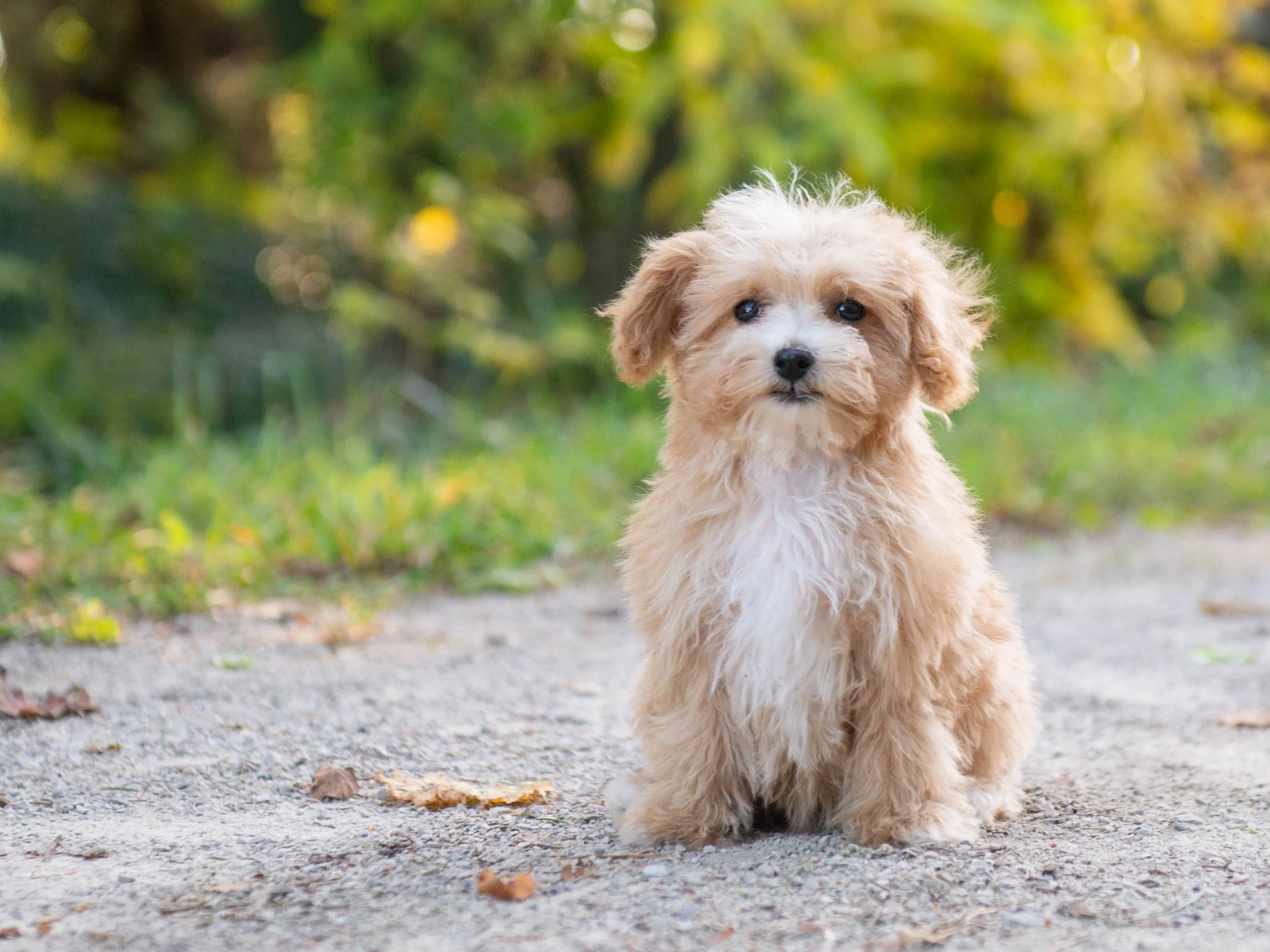 maltipoo puppy sitting on a path outdoors
