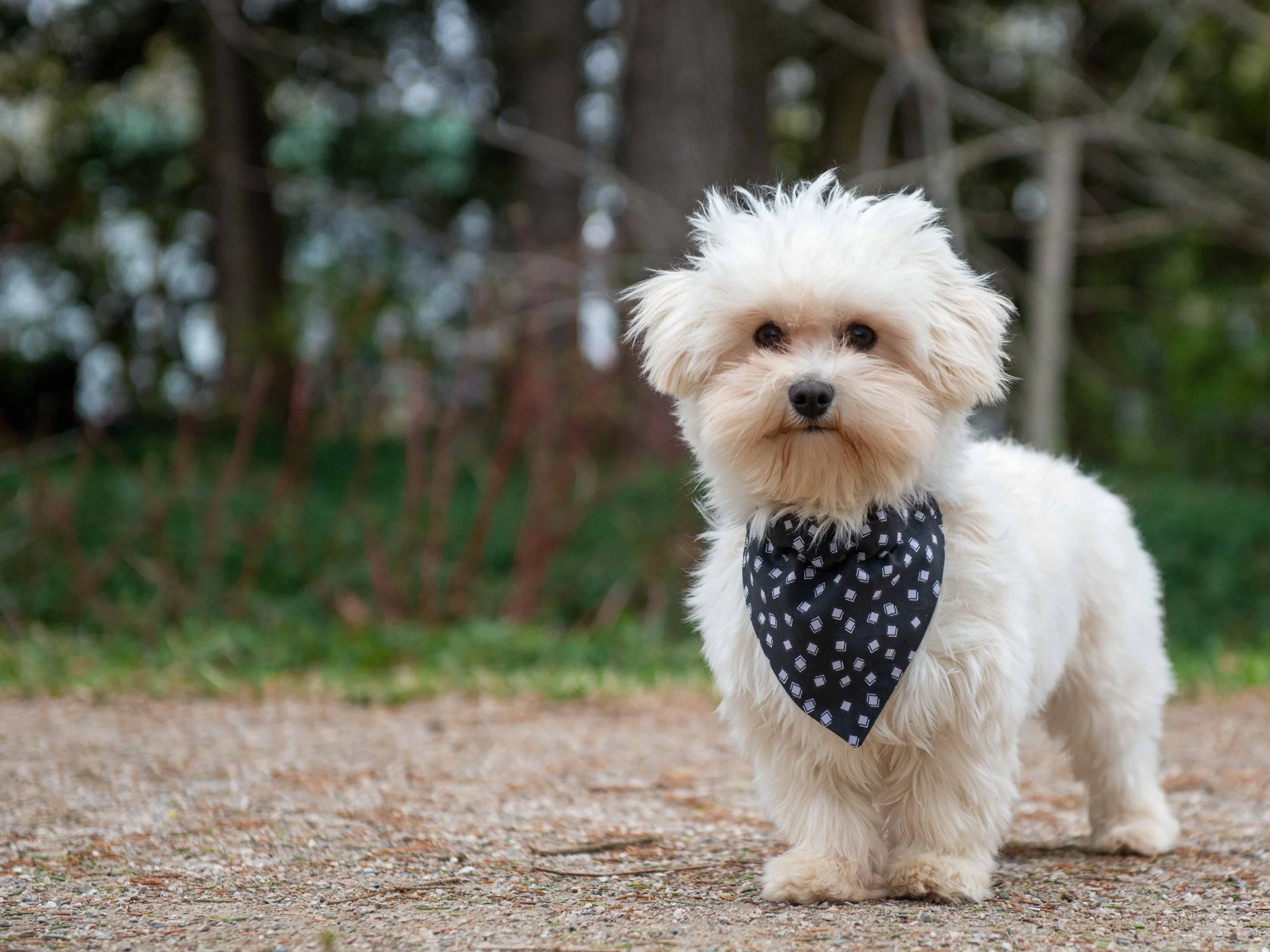 A small, fluffy white dog with black eyes and nose, wearing a black bandana with white diamond patterns, standing outdoors on a gravel path with blurred trees and foliage in the background.