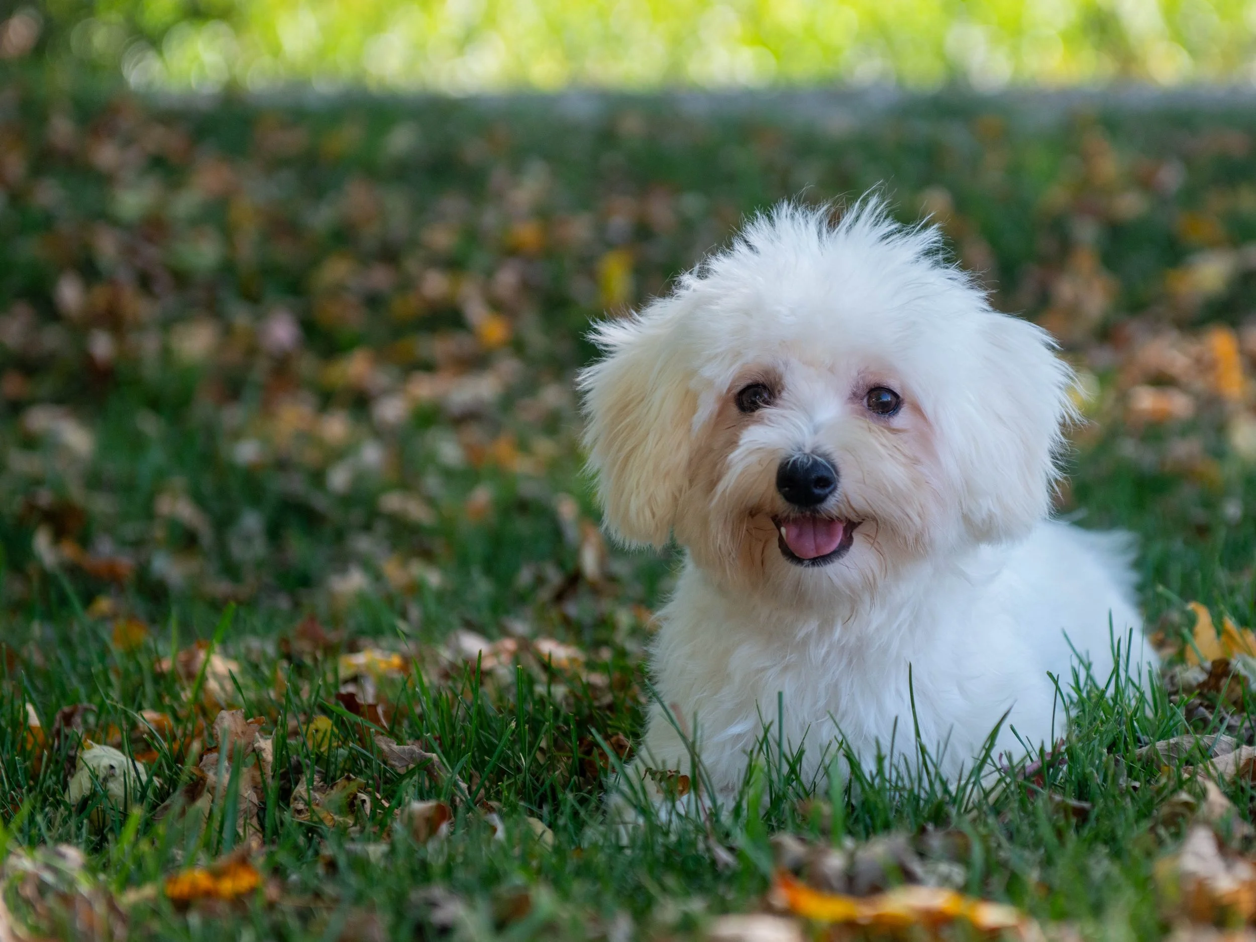 A fluffy white dog with a black nose and brown eyes standing on a grassy area with fallen autumn leaves, looking at the camera.