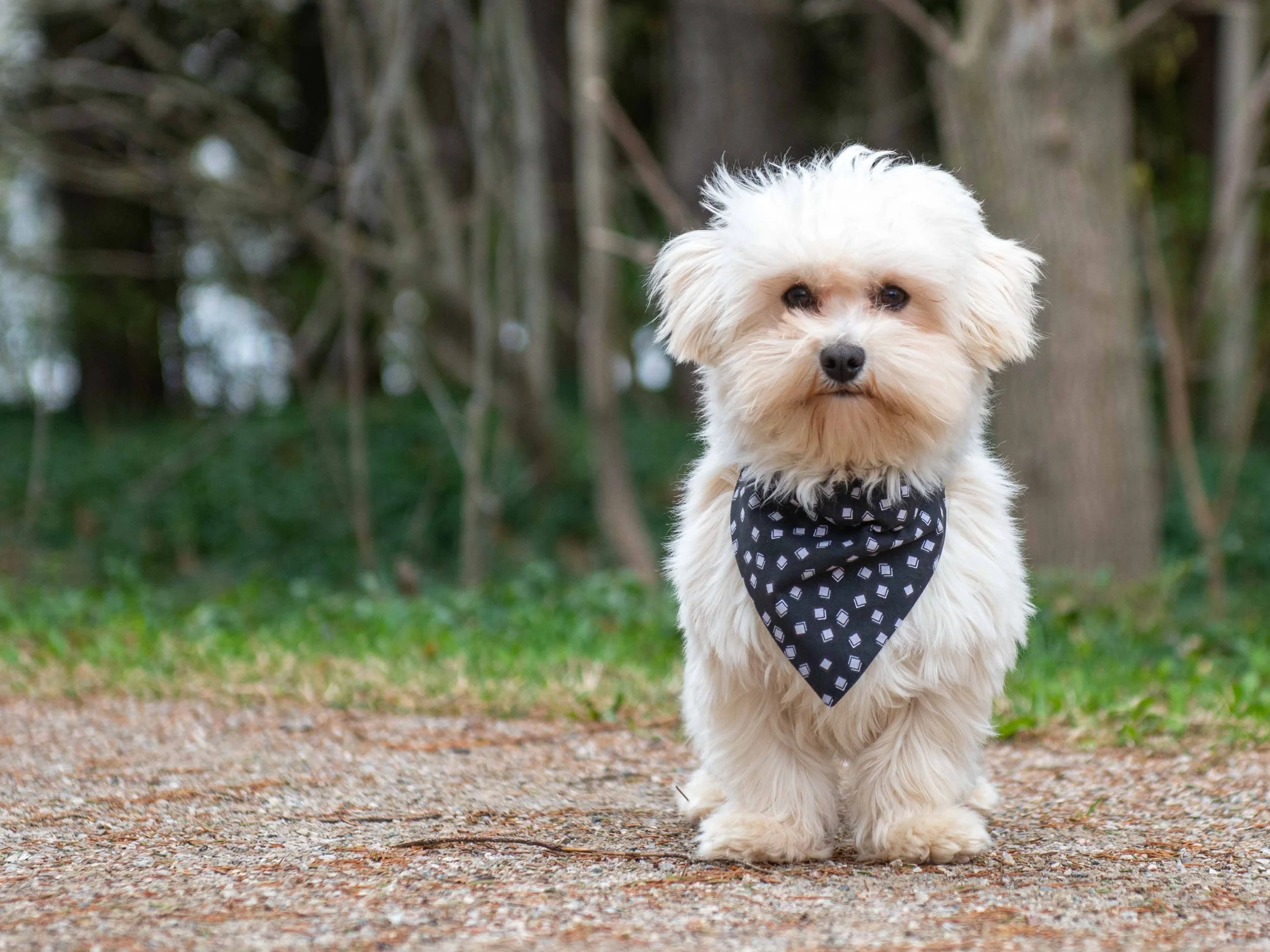 A small white fluffy dog standing outdoors on a dirt path with a background of trees and green grass, wearing a black bandana with white geometric patterns.