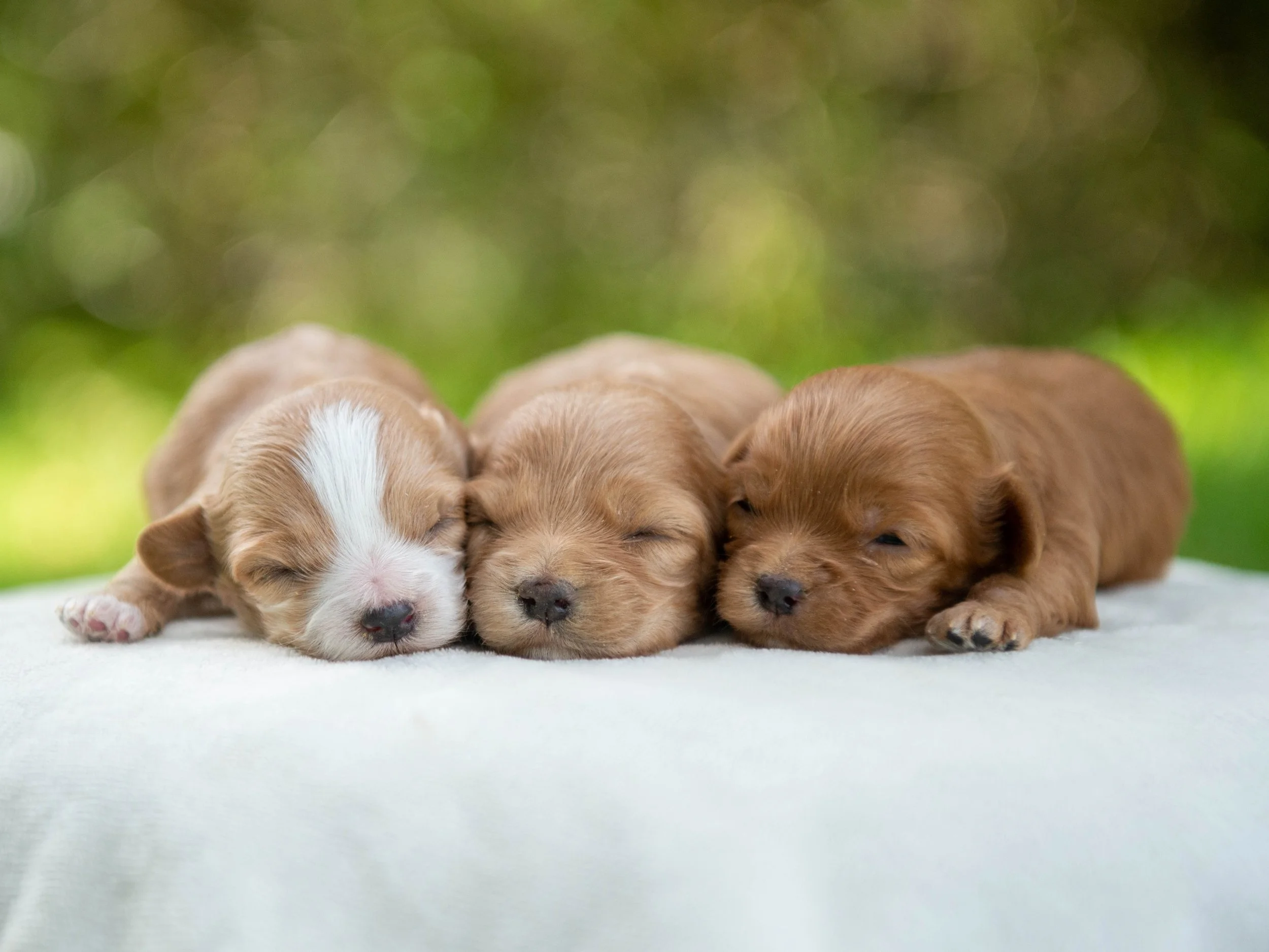 Three adorable puppies are lying on a white surface with their eyes closed. The background is blurred with green hues, suggesting an outdoor setting or a greenery backdrop.