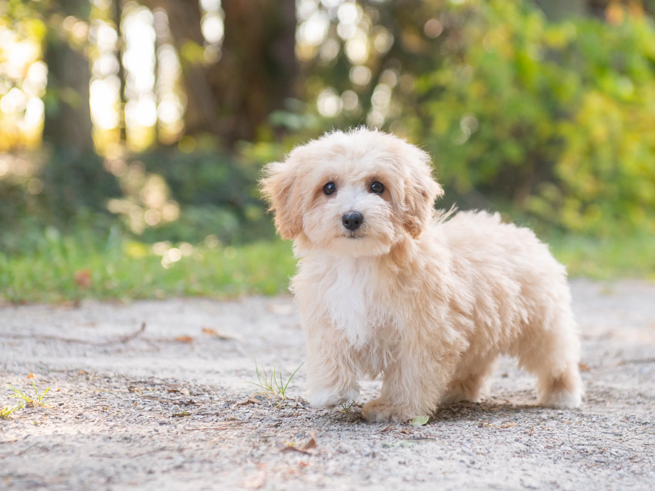 maltipoo puppy standing on a path outdoors