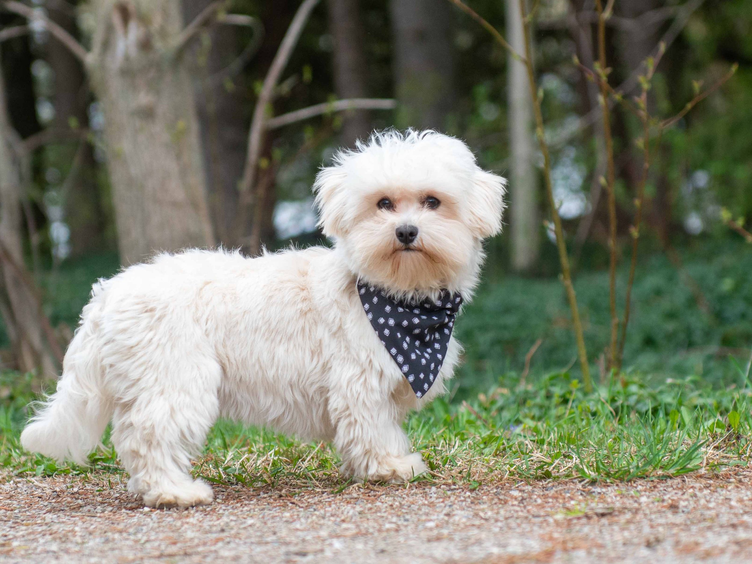 A small white fluffy dog standing outdoors on grass with trees in the background, wearing a bandana.