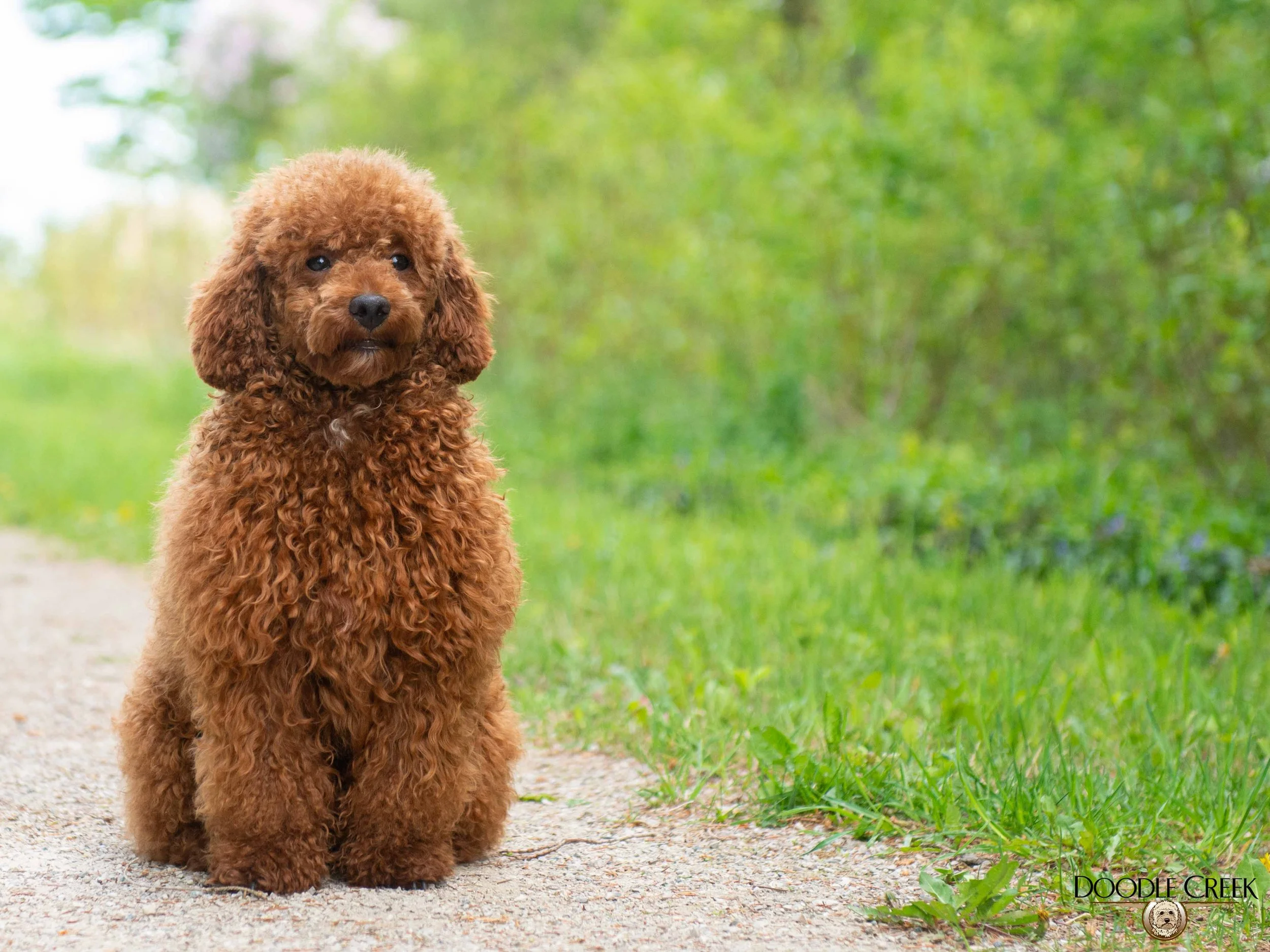A brown, curly-haired puppy sitting on a dirt pathway in a green outdoor setting.