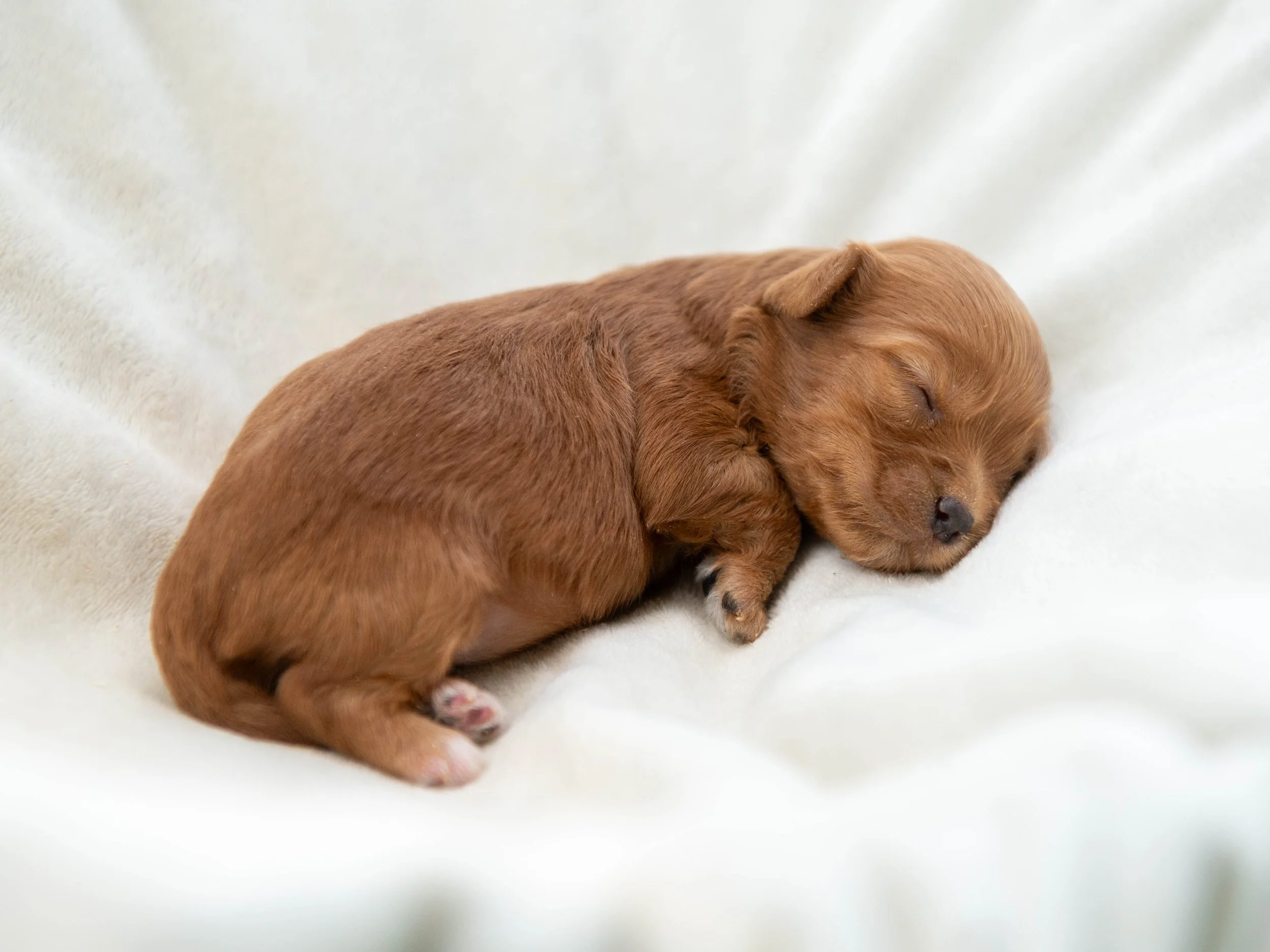 A newborn puppy with light brown fur, sleeping on a soft white surface.