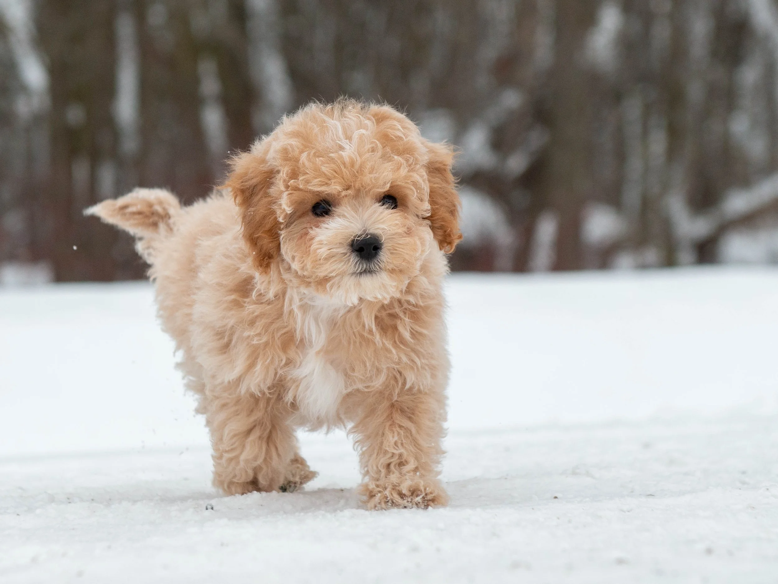 A fluffy cream-colored puppy running through snow with a blurred winter forest background.