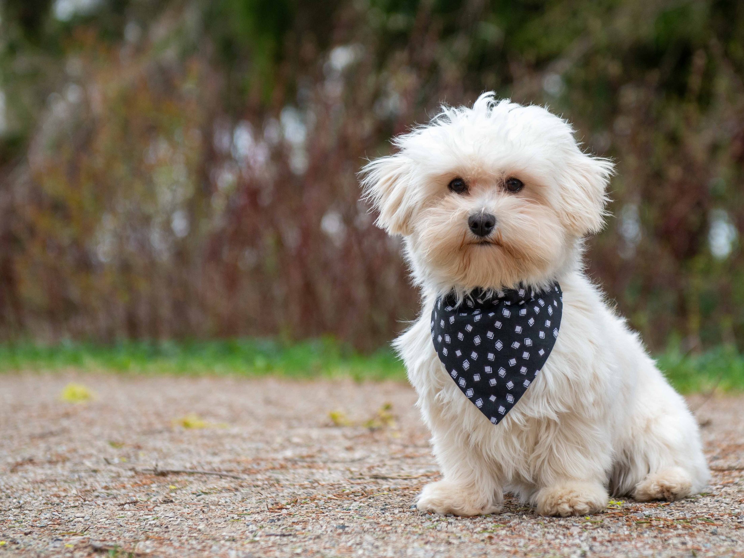 A fluffy white dog with dark eyes and nose, sitting on a gravel path surrounded by green foliage, wearing a black bandana with white geometric patterns.